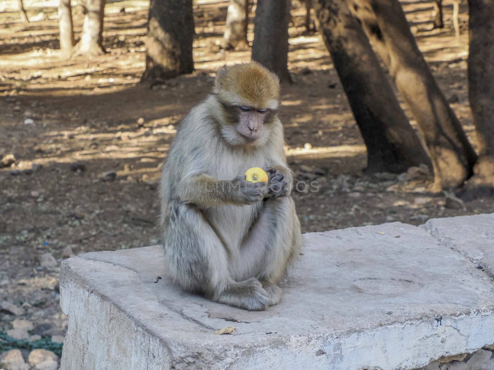 Cute Barbary macaque ape monkey , Ifrane national park, Morocco.