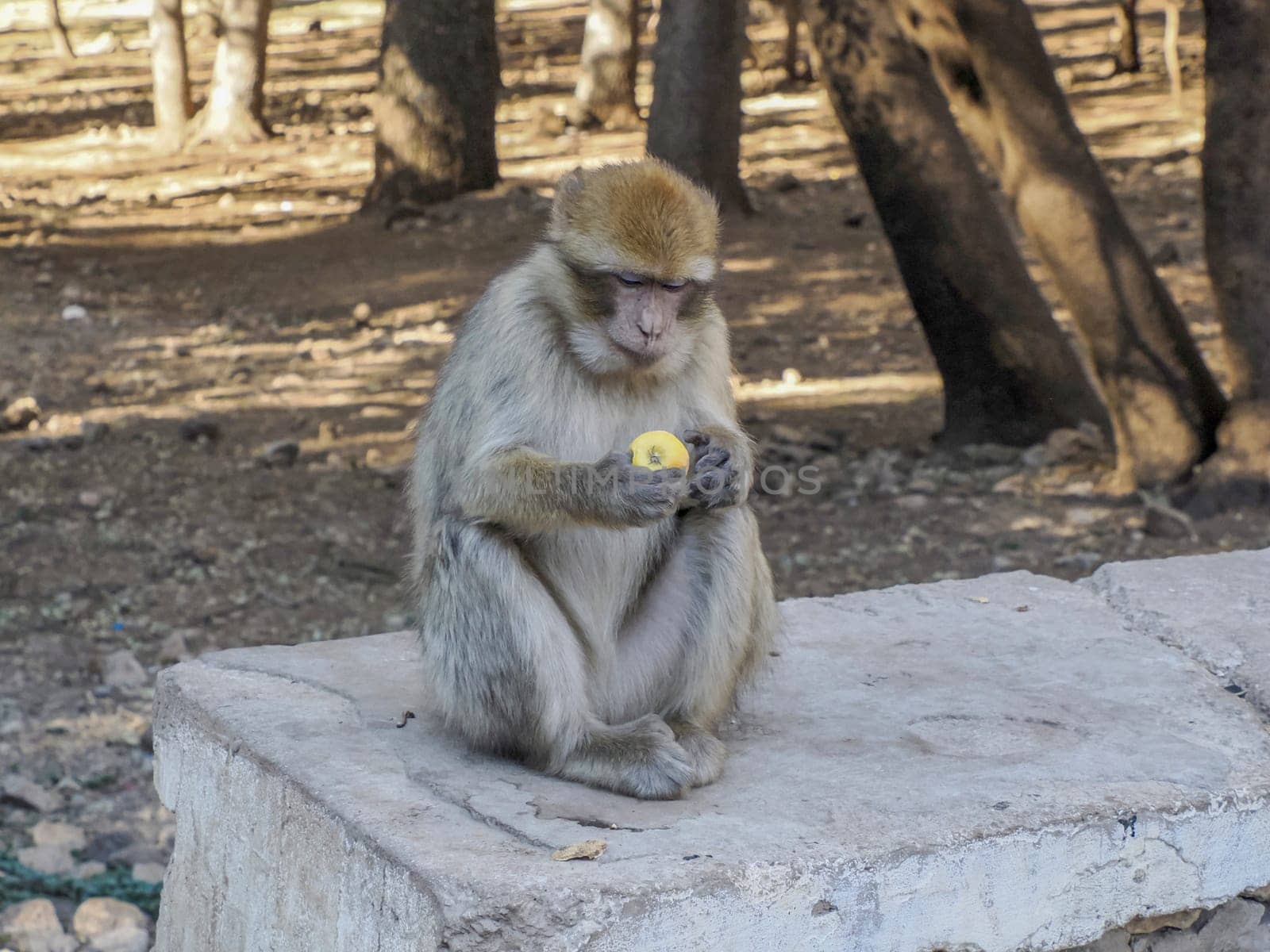 Monkey Barbary macaque, Ifrane national park, Morocco. by AndreaIzzotti