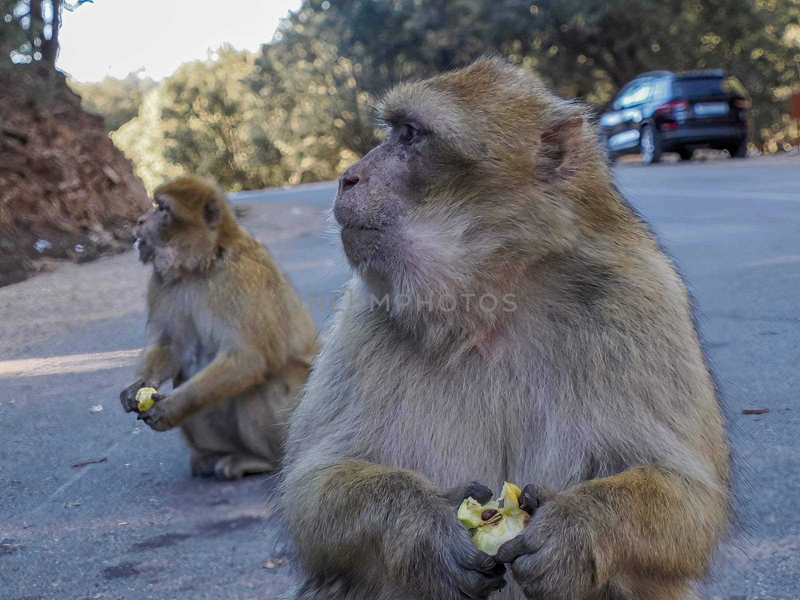 Monkey Barbary macaque, Ifrane national park, Morocco. by AndreaIzzotti