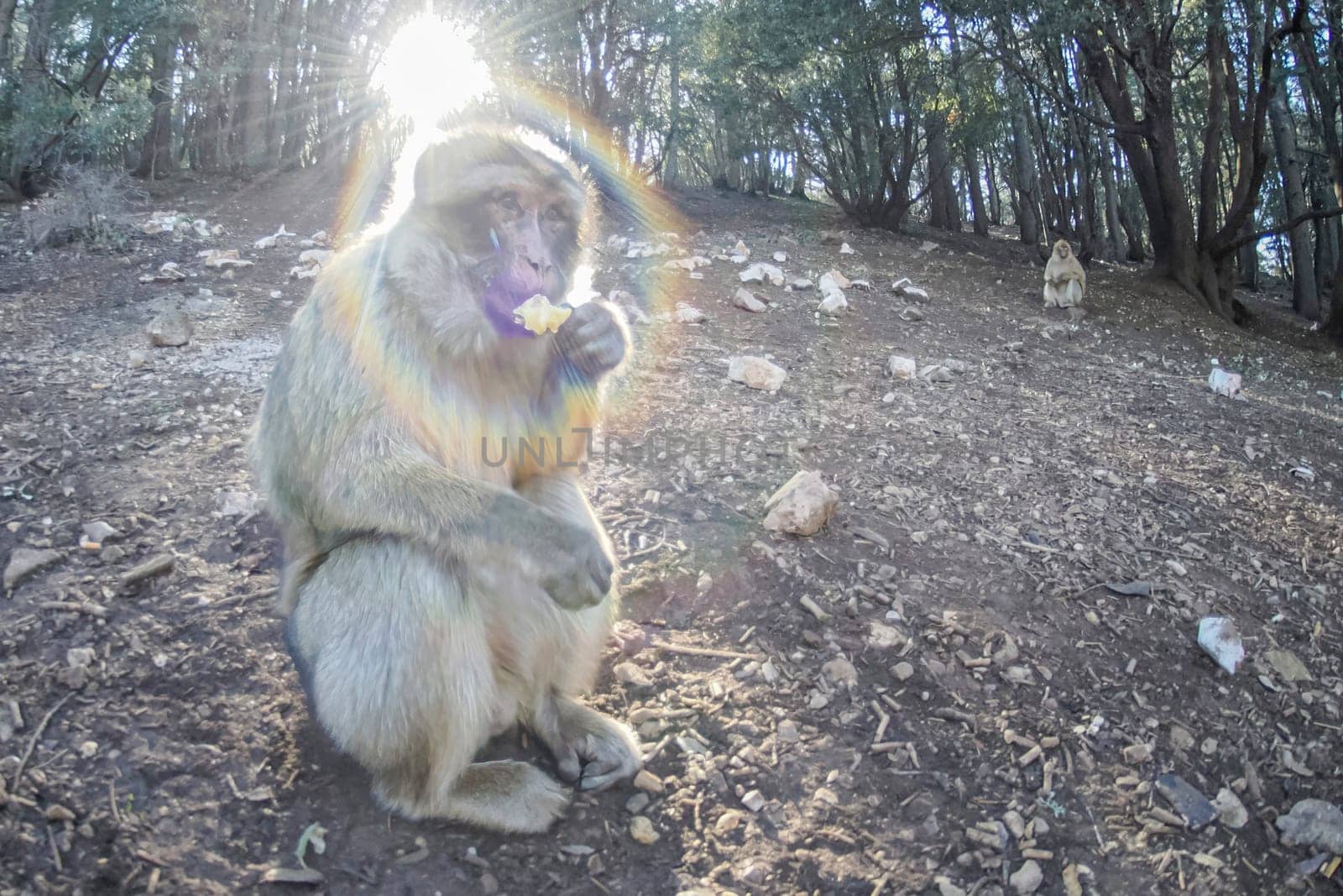 Cute Barbary macaque ape monkey , Ifrane national park, Morocco.