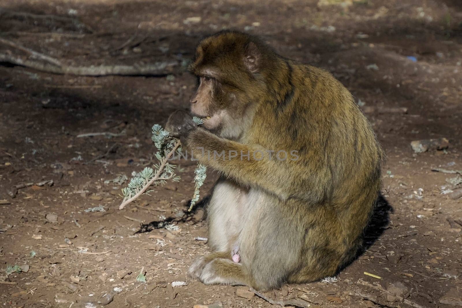 Cute Barbary macaque ape monkey , Ifrane national park, Morocco.