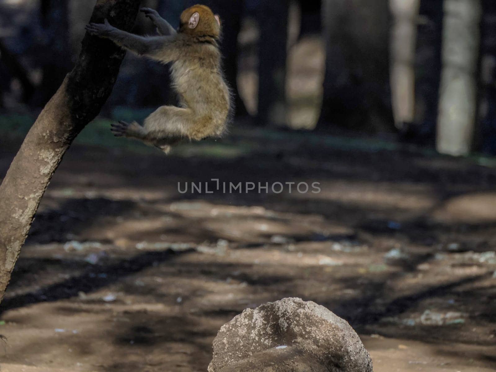 Monkey Barbary macaque, Ifrane national park, Morocco. by AndreaIzzotti