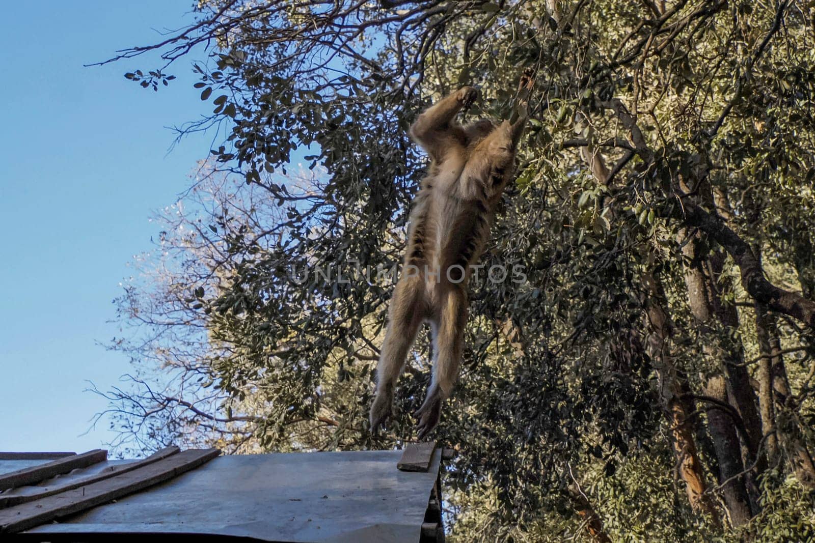 Cute Barbary macaque ape monkey , Ifrane national park, Morocco.