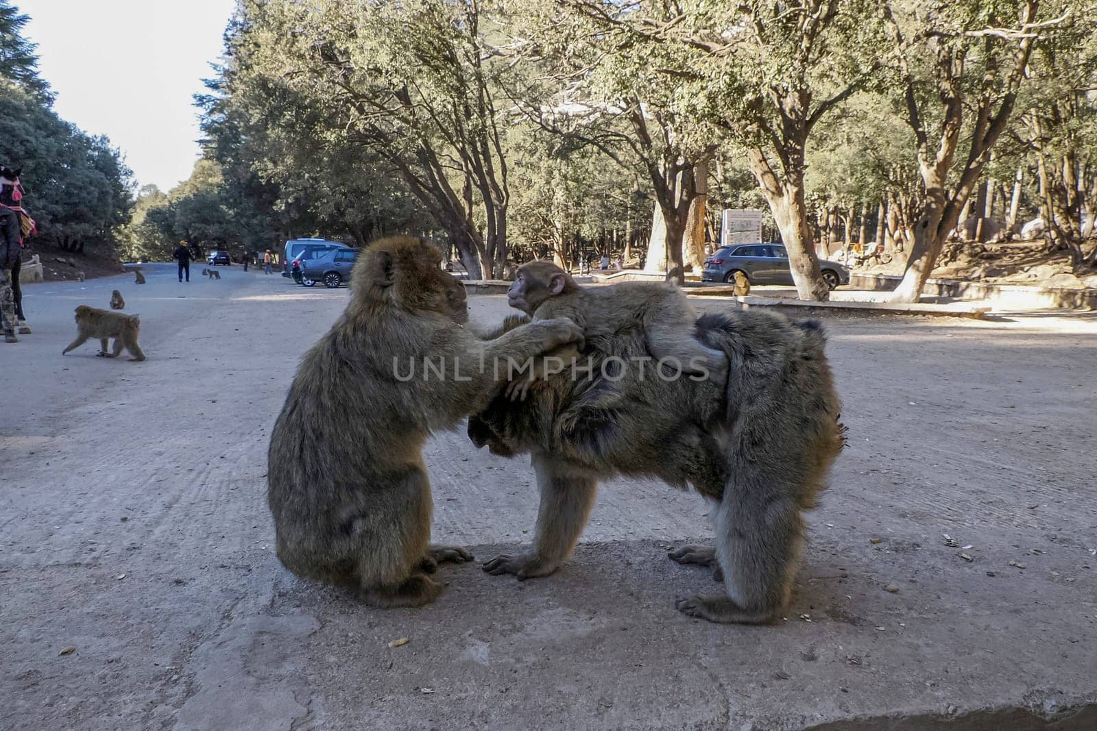 Cute Barbary macaque ape monkey , Ifrane national park, Morocco.