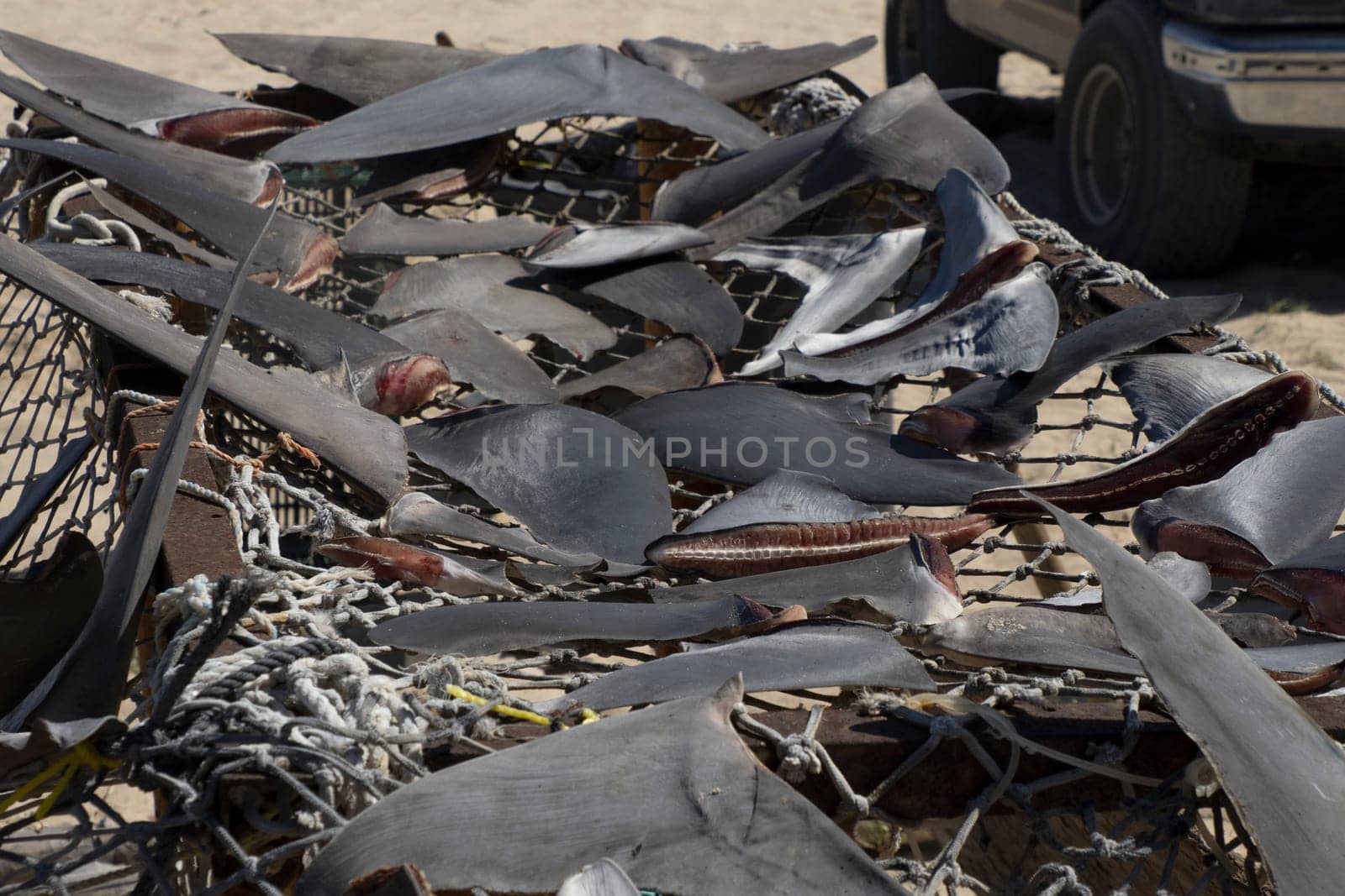 Many cutted Shark fins dried under the hot sun at fisherman village