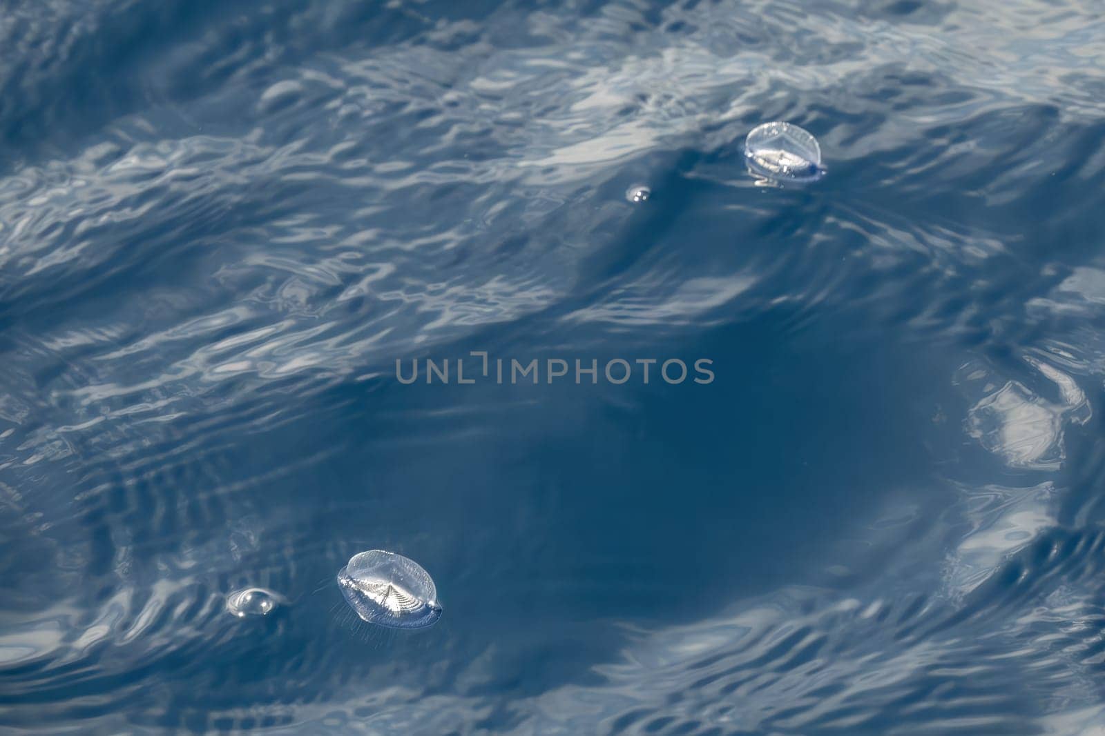 velella velella hydrozoa jellyfish floating on sea surface in mediterranean blue sea