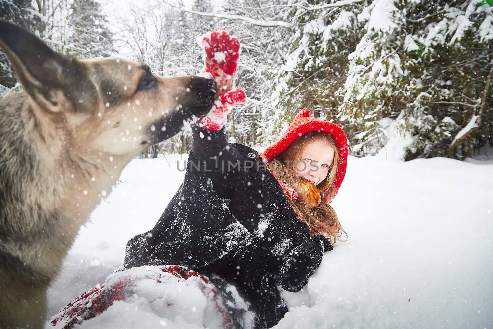 Cute little girl in red cap or hat and black coat with basket of green fir branches in snow forest and big dog shepherd as wolf on cold winter day. Fun and fairytale on photo shoot by keleny