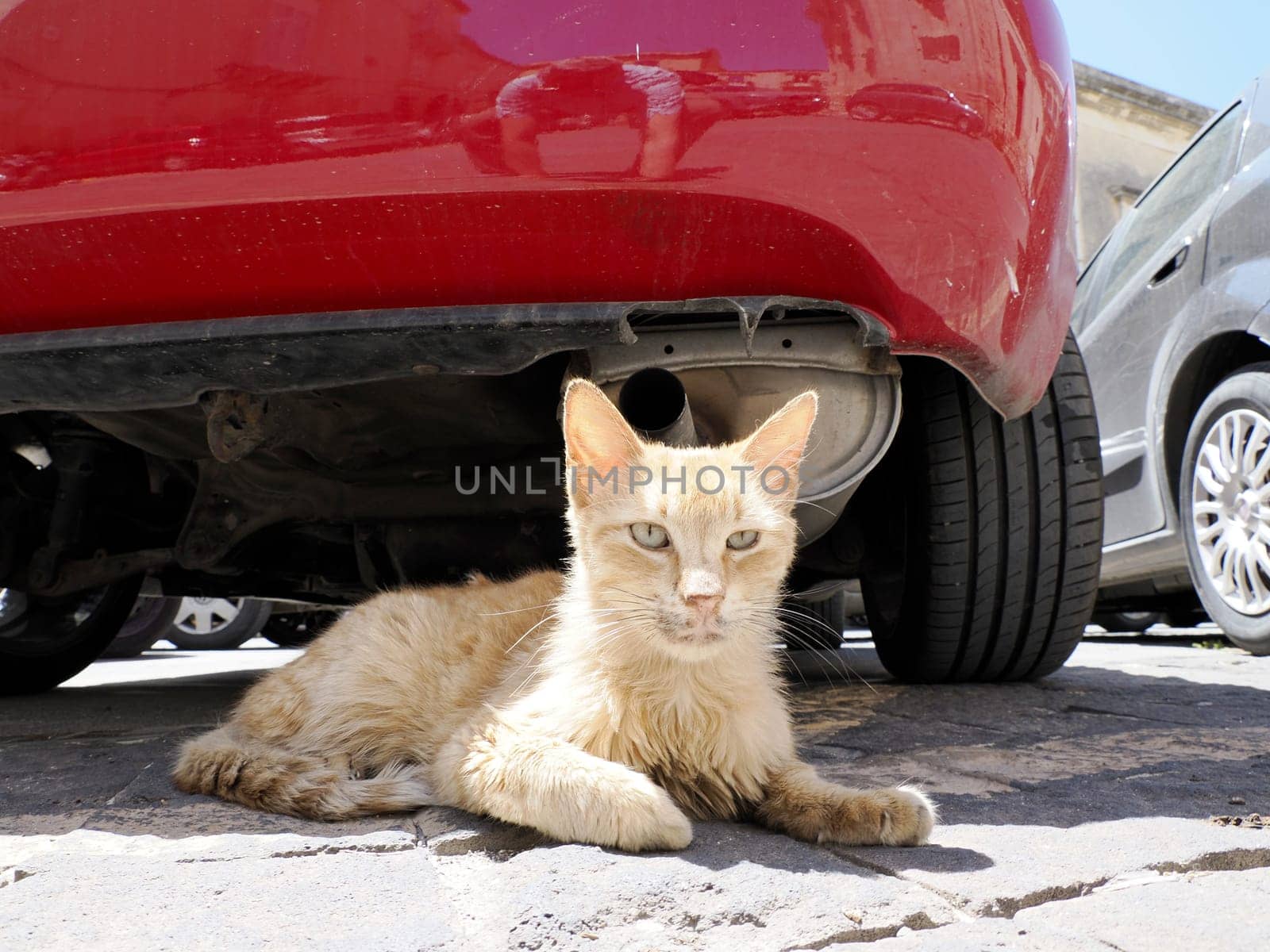 cat in ortigia syracuse old buildings street view on sunny day Sicily, Italy