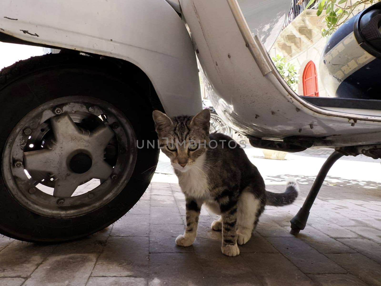 cat in ortigia syracuse old buildings street view on sunny day Sicily, Italy