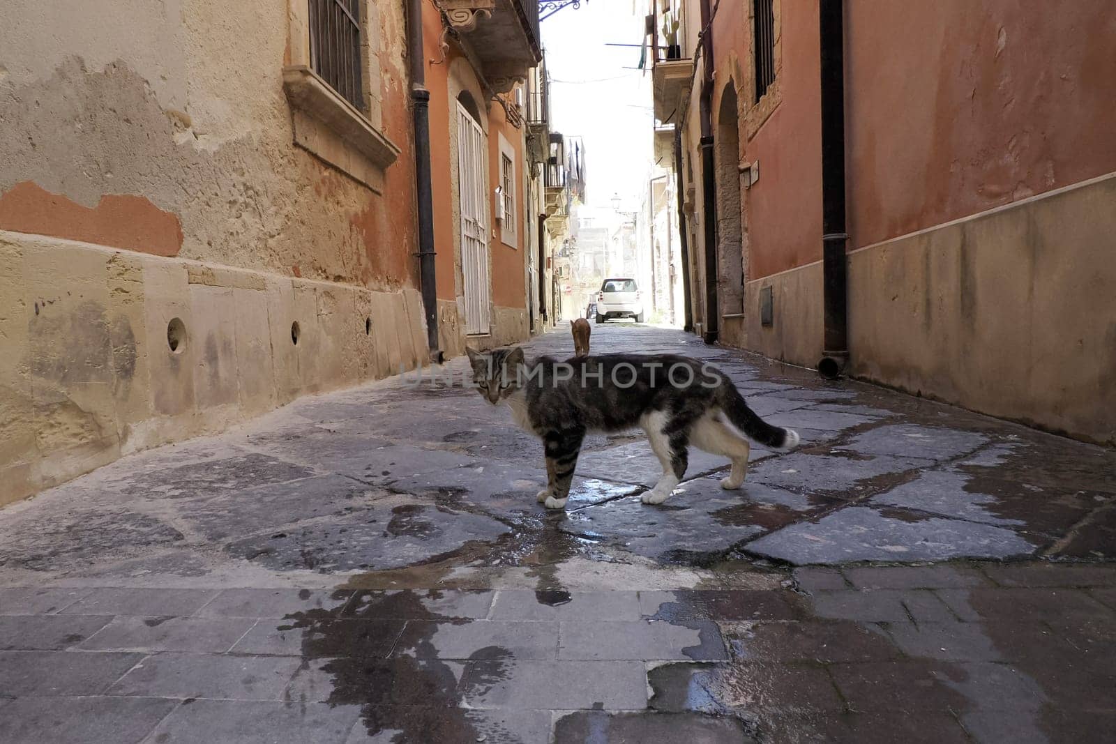 cat in ortigia syracuse old buildings street view on sunny day Sicily, Italy