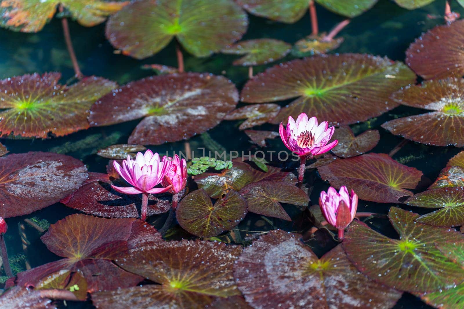 Pink Victoria regia blooms in a tranquil pond with giant leaves.