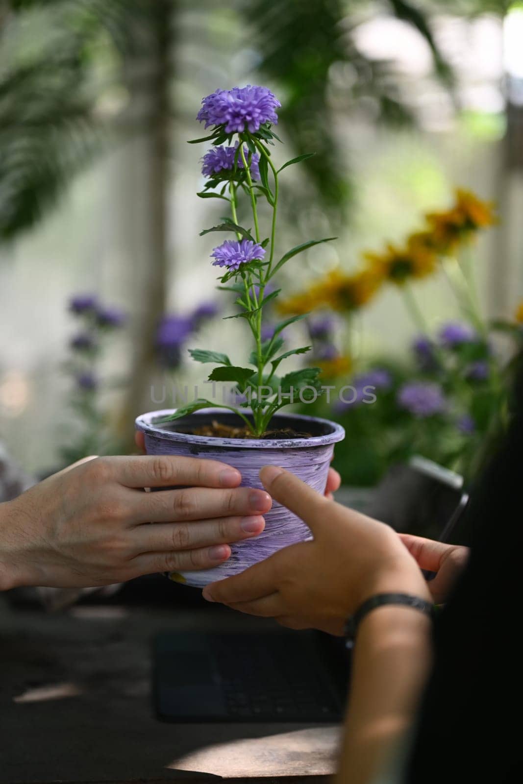 Cropped shot of florist giving a potted plant to customer at floral store