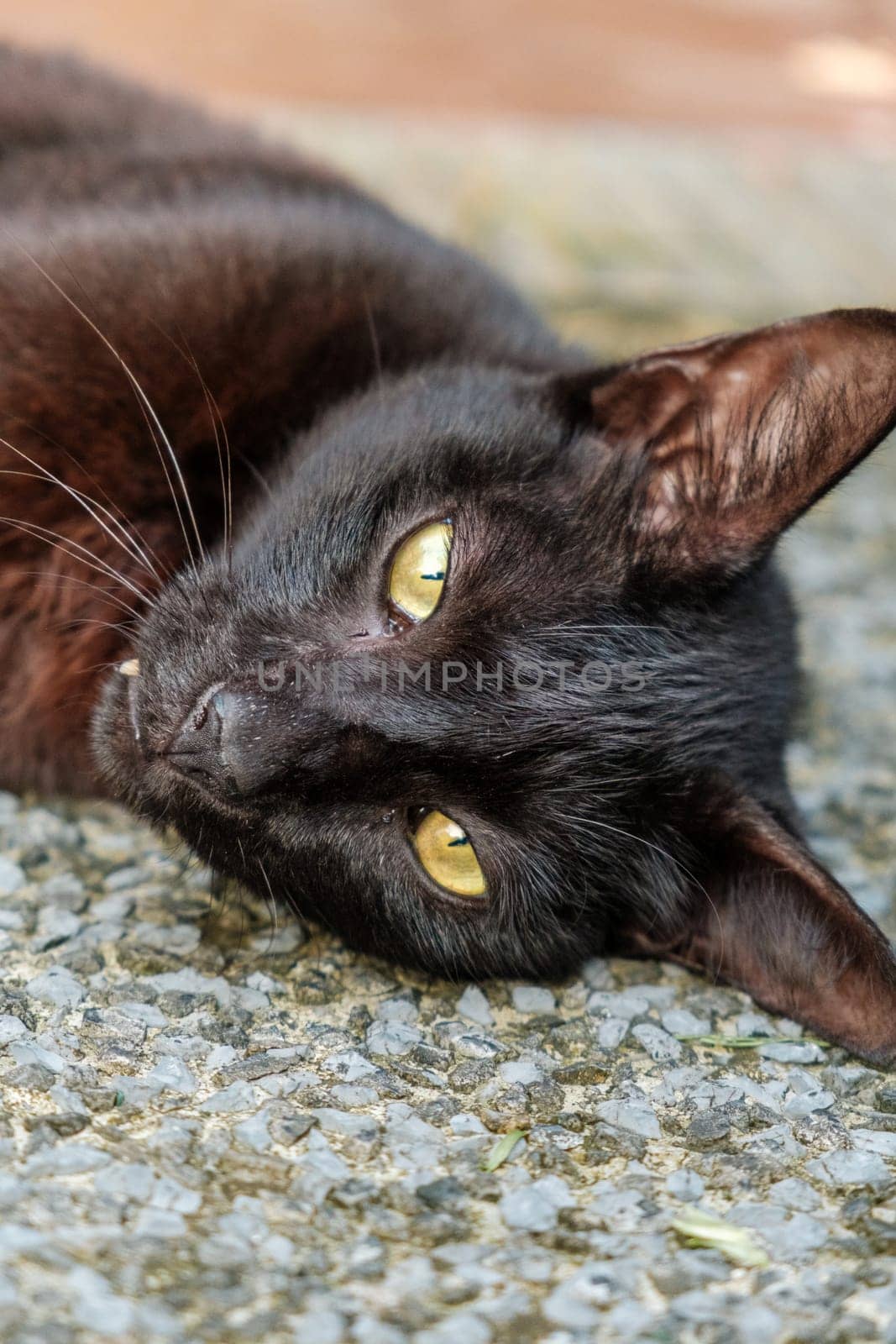 Yellow-Eyed Black Cat Posing by jinhongljh