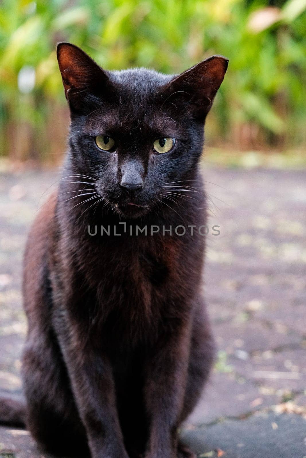 Black Cat Stares From Pavement by jinhongljh