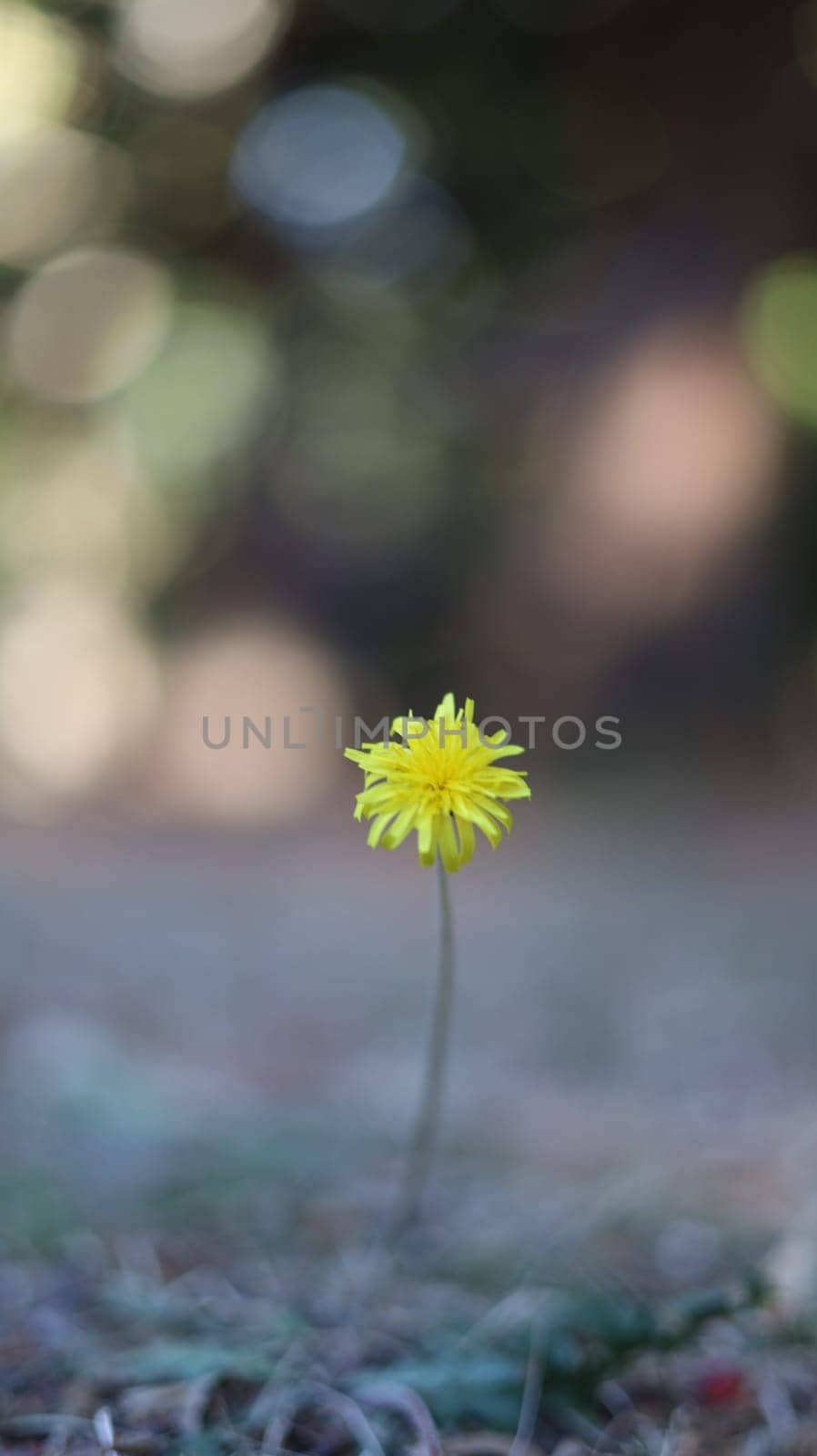 Closeup of an isolated blooming yellow flower with blurred surroindings