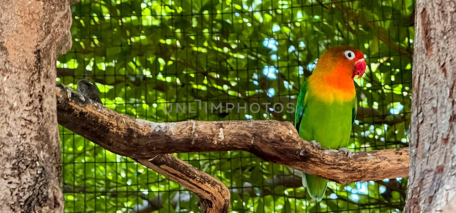 lovebirds are perched on a tree branch. This bird which is used as a symbol of true love has the scientific name Agapornis fischeri by antoksena