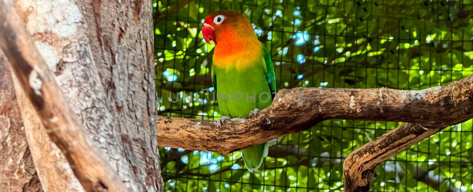 lovebirds are perched on a tree branch. This bird which is used as a symbol of true love has the scientific name Agapornis fischeri, domestic birds