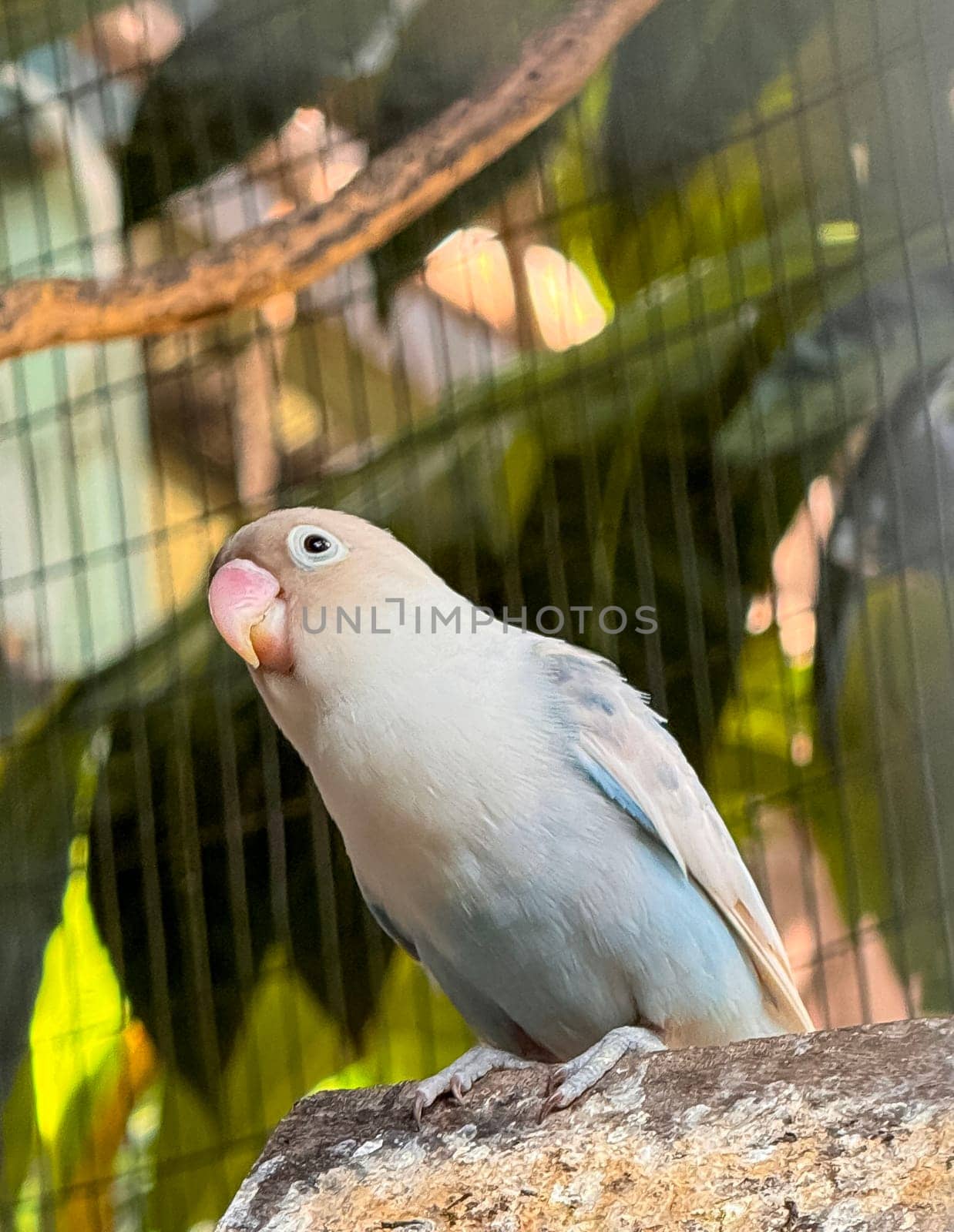 lovebirds are perched on a tree branch. This bird which is used as a symbol of true love has the scientific name Agapornis fischeri by antoksena