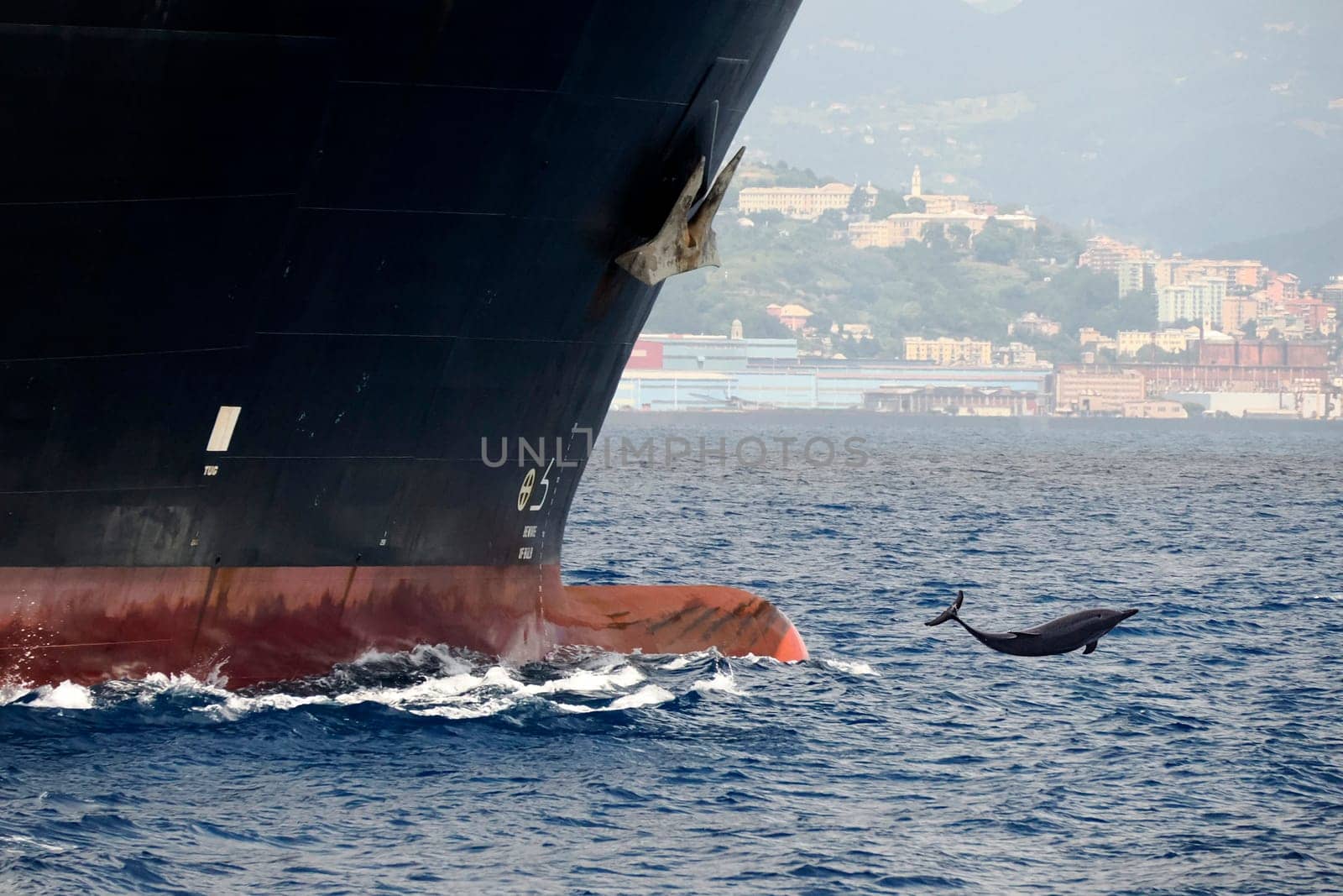 dolphin jumping in front of prow of a cargo ship detail close up by AndreaIzzotti
