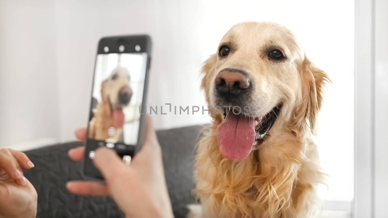 Girl hand with smartphone taking photo of golden retriever dog at home. Young woman photograph creates pet doggy shots with cell phone camera closeup