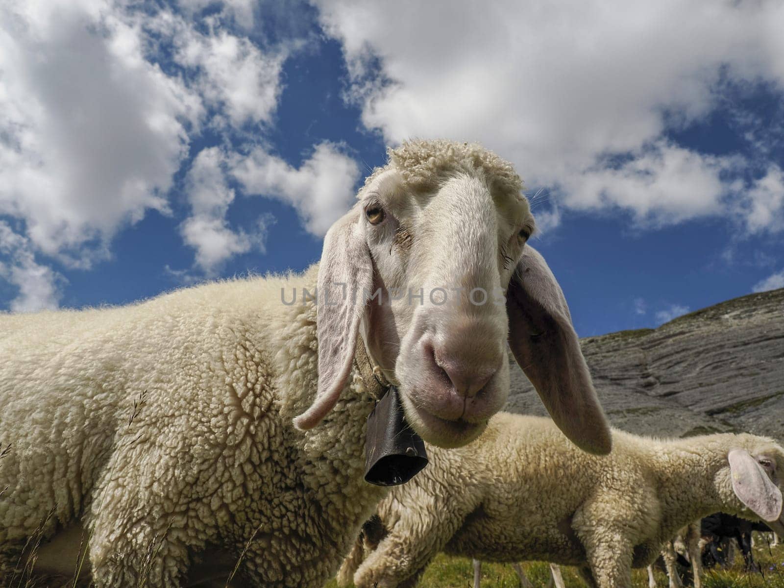 sheep portrait on dolomites mountains background panorama