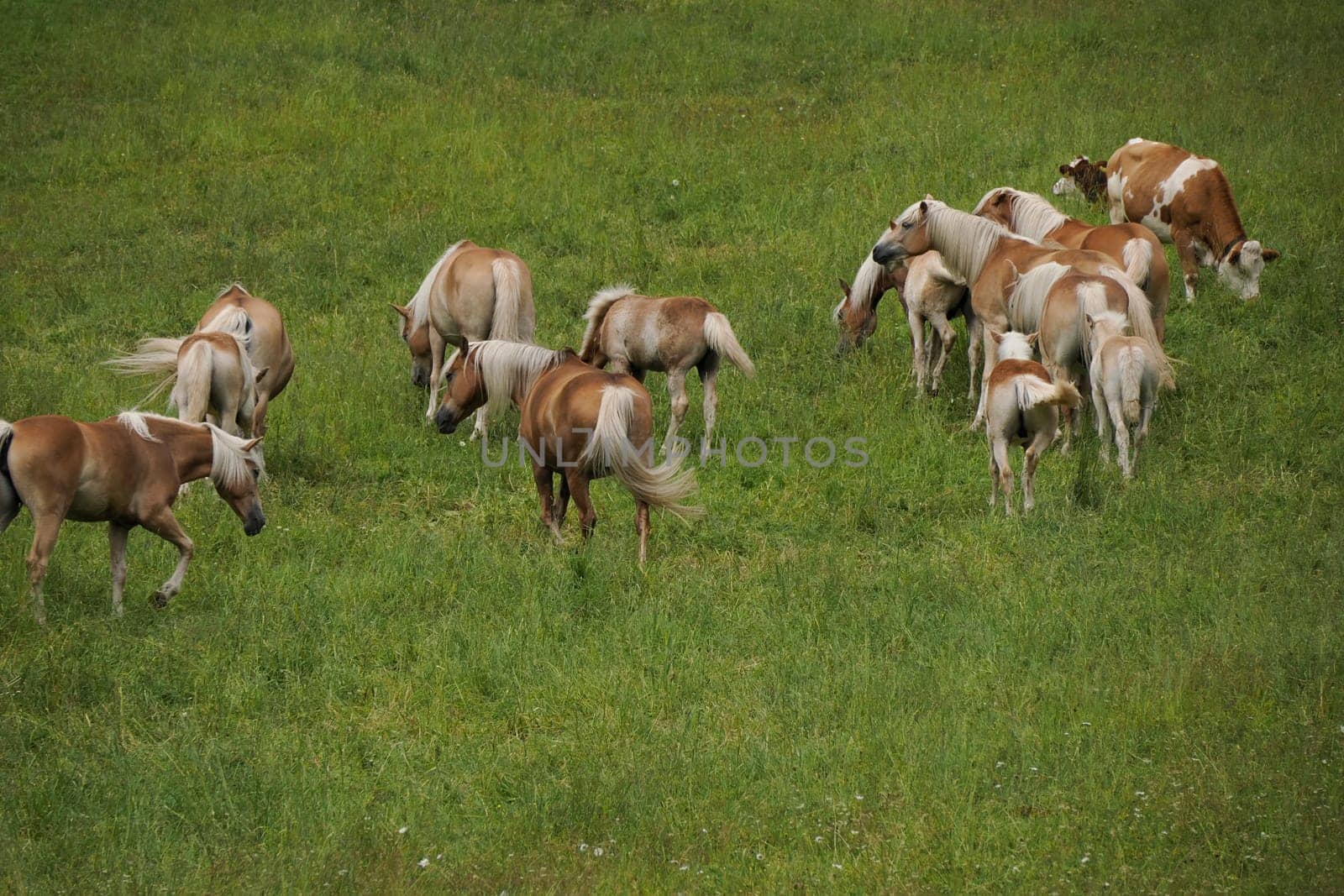 group of haflinger blonde horses grazing on green grass in dolomites horse grazing in a meadow in the Italian Dolomites mountain alps in South Tyrol.