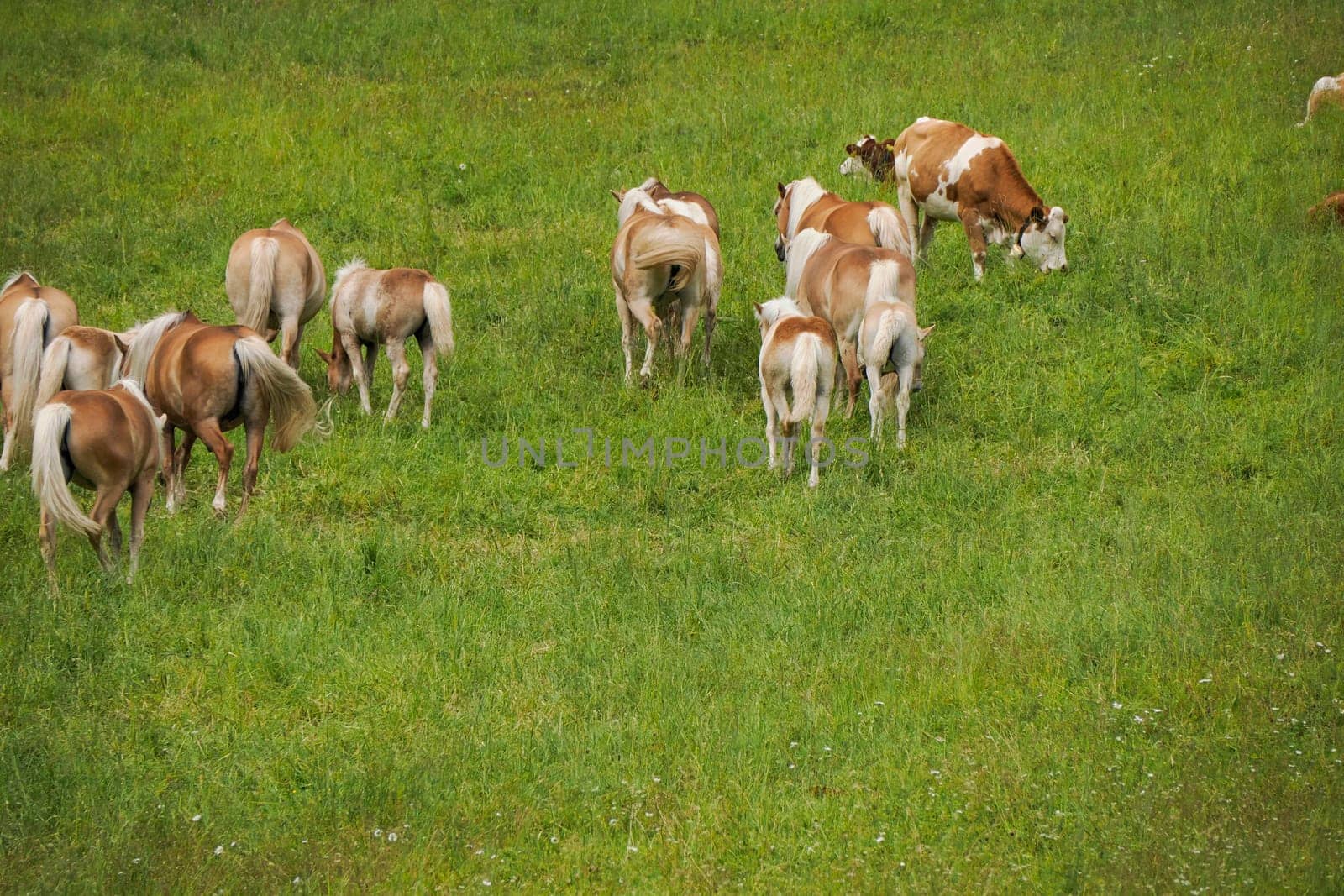 group of haflinger blonde horses grazing on green grass in dolomites horse grazing in a meadow in the Italian Dolomites mountain alps in South Tyrol.