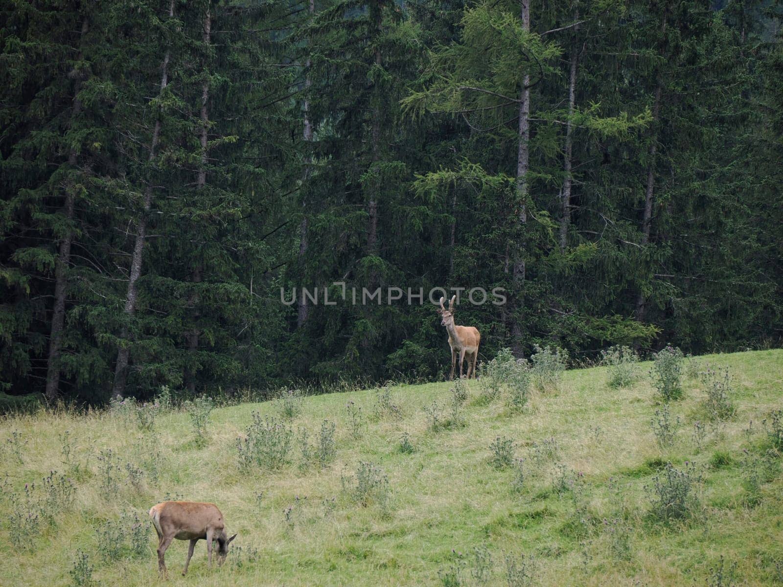 A deer horn detail on grass background in dolomites