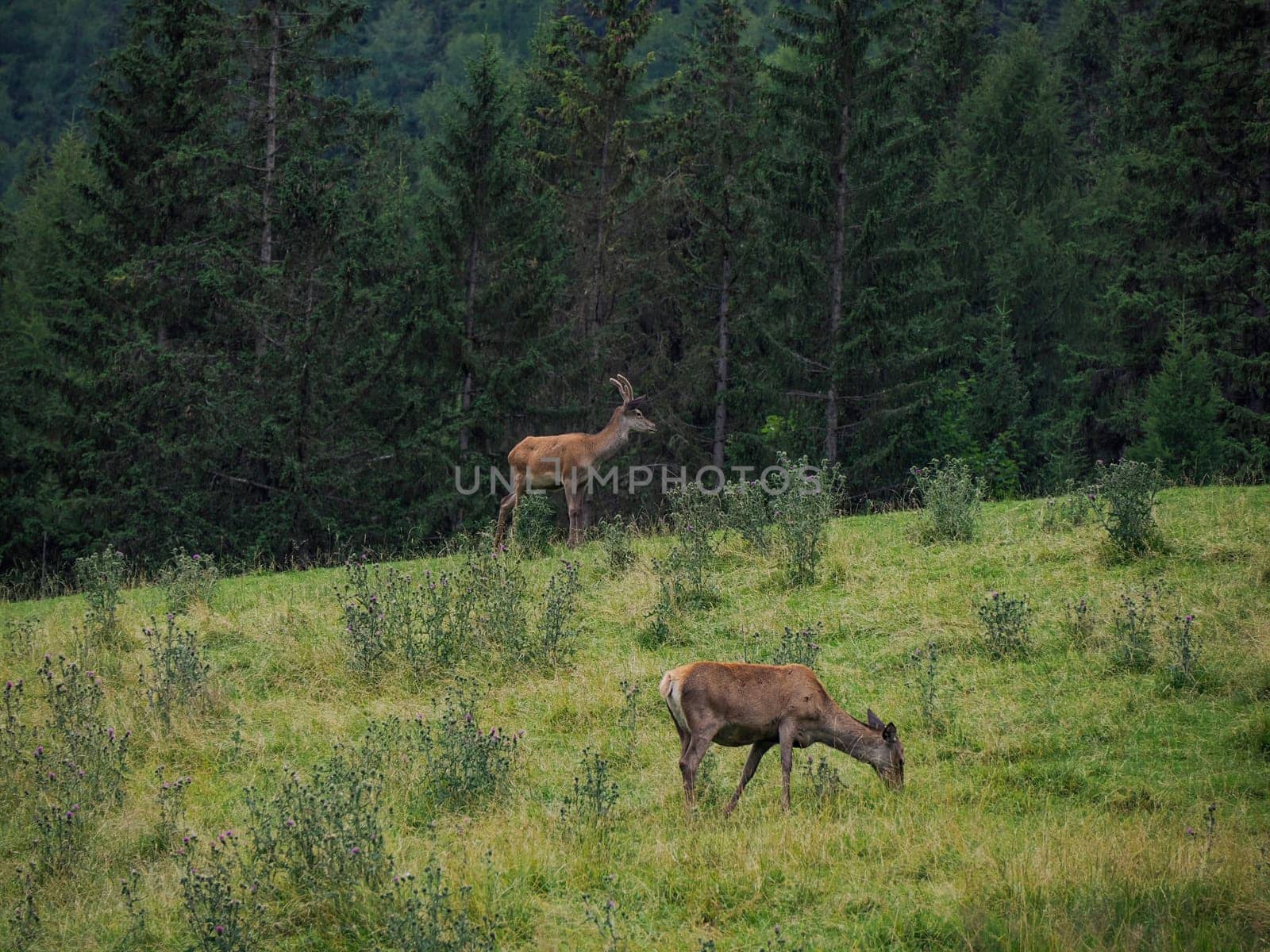 A deer horn detail on grass background in dolomites
