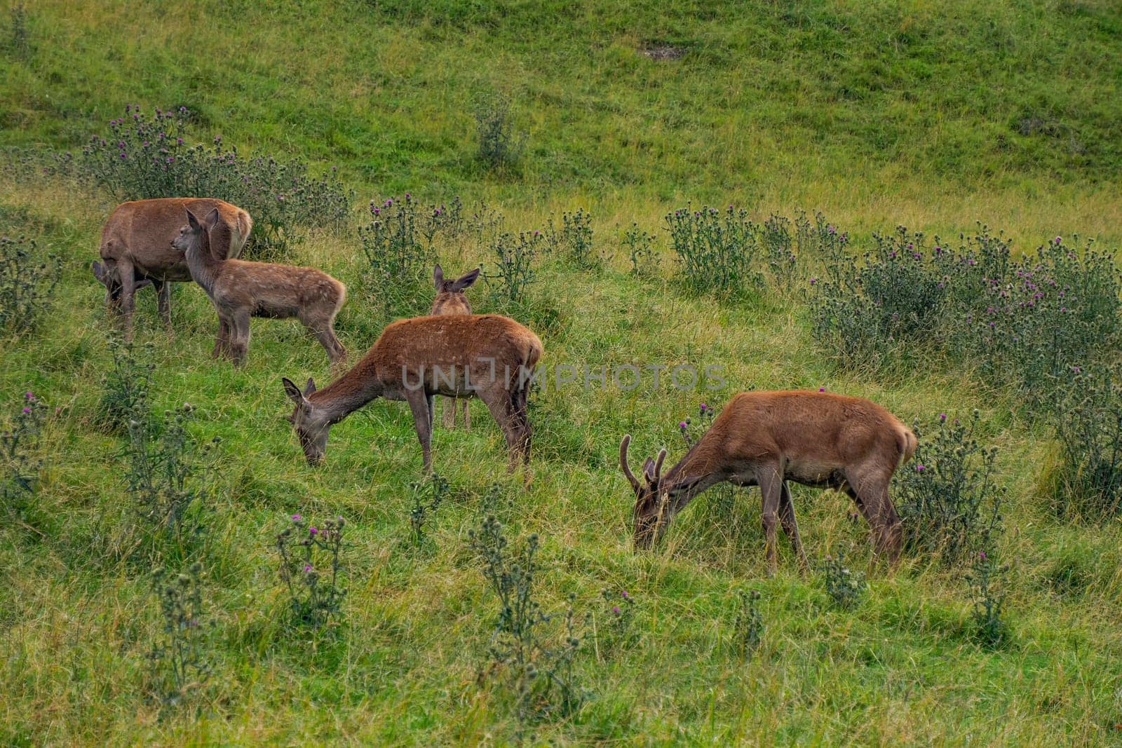 deer family mother and baby on grass background in dolomites by AndreaIzzotti
