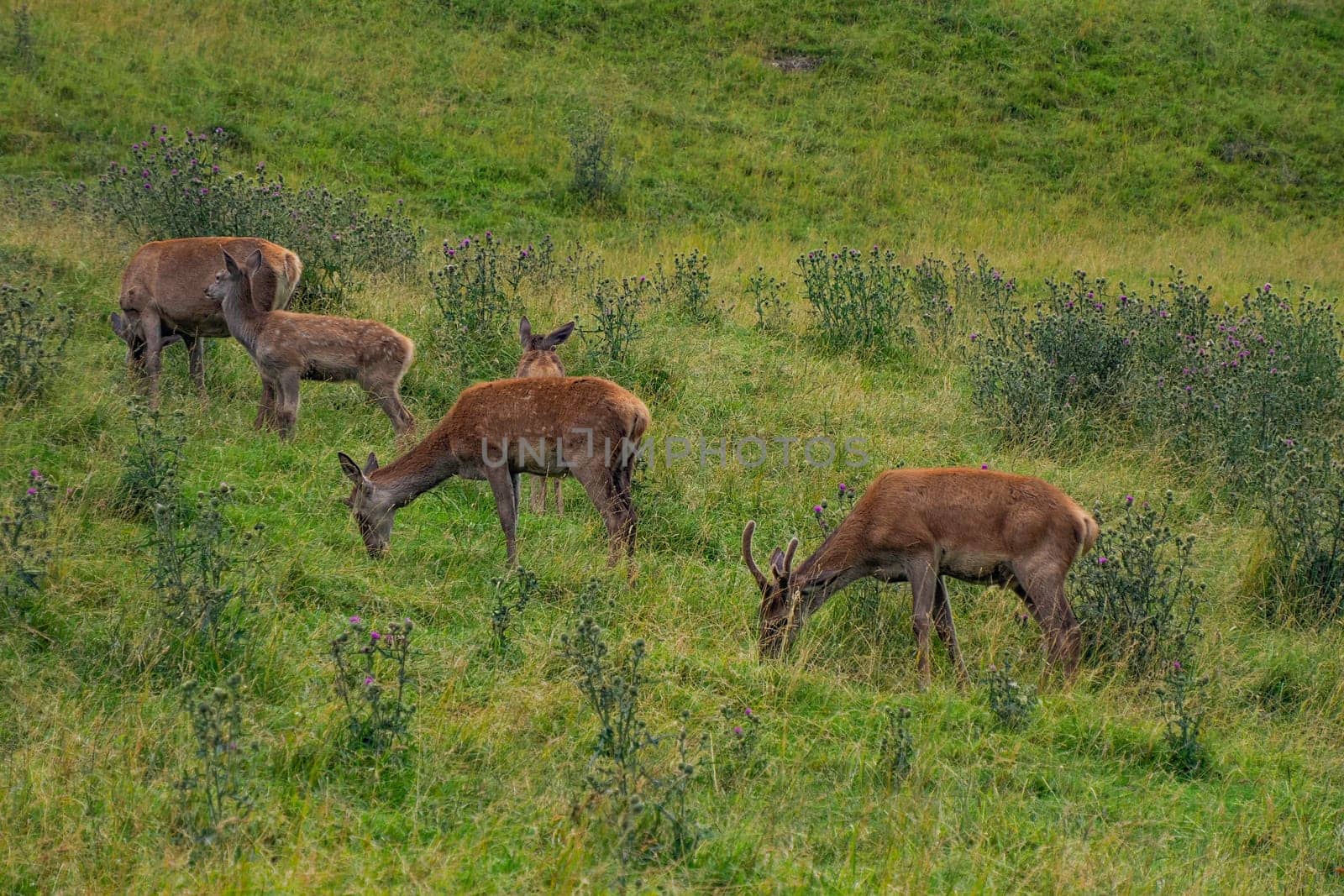 A deer family mother and baby on grass background in dolomites