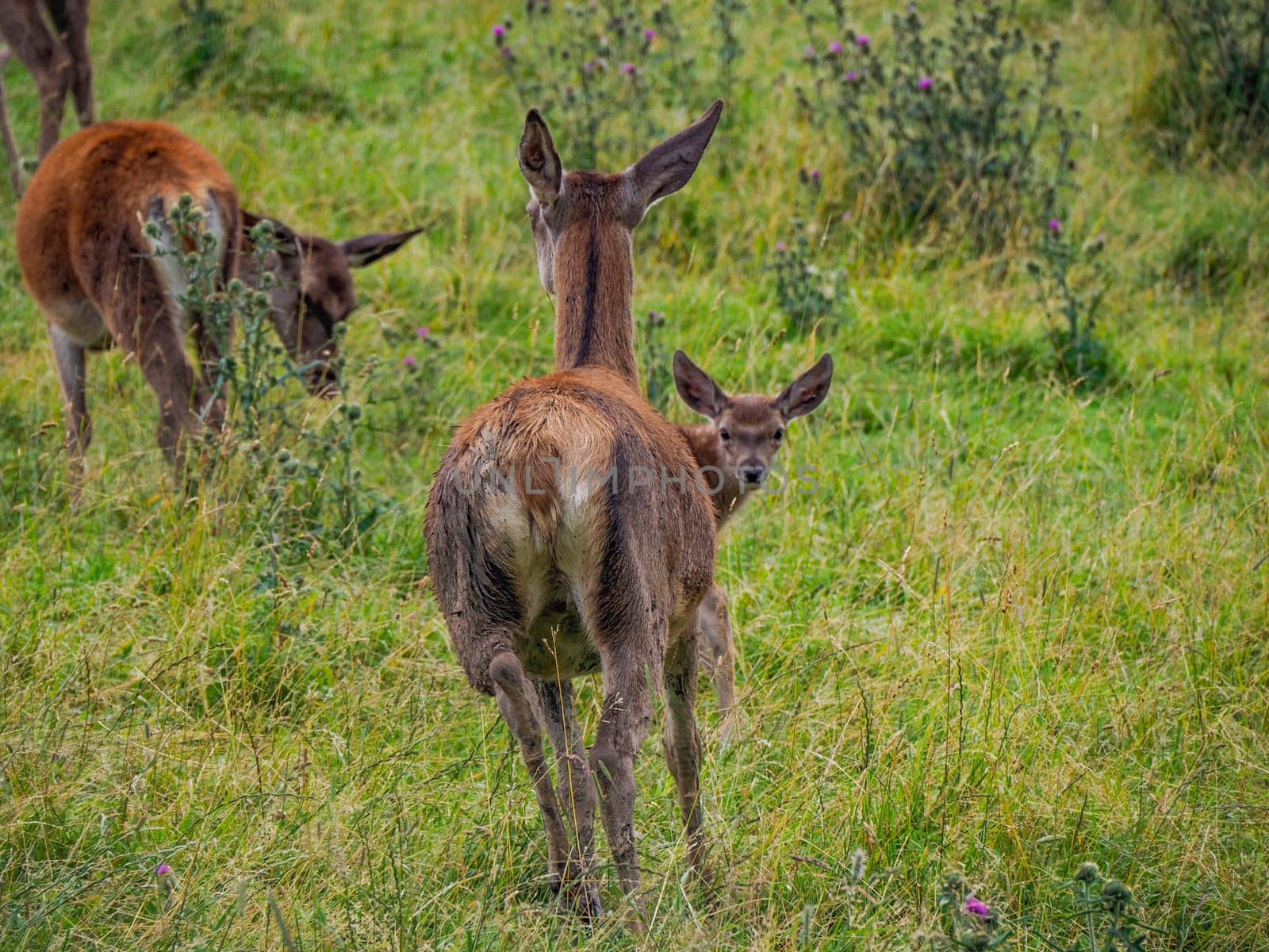 deer family mother and baby on grass background in dolomites by AndreaIzzotti