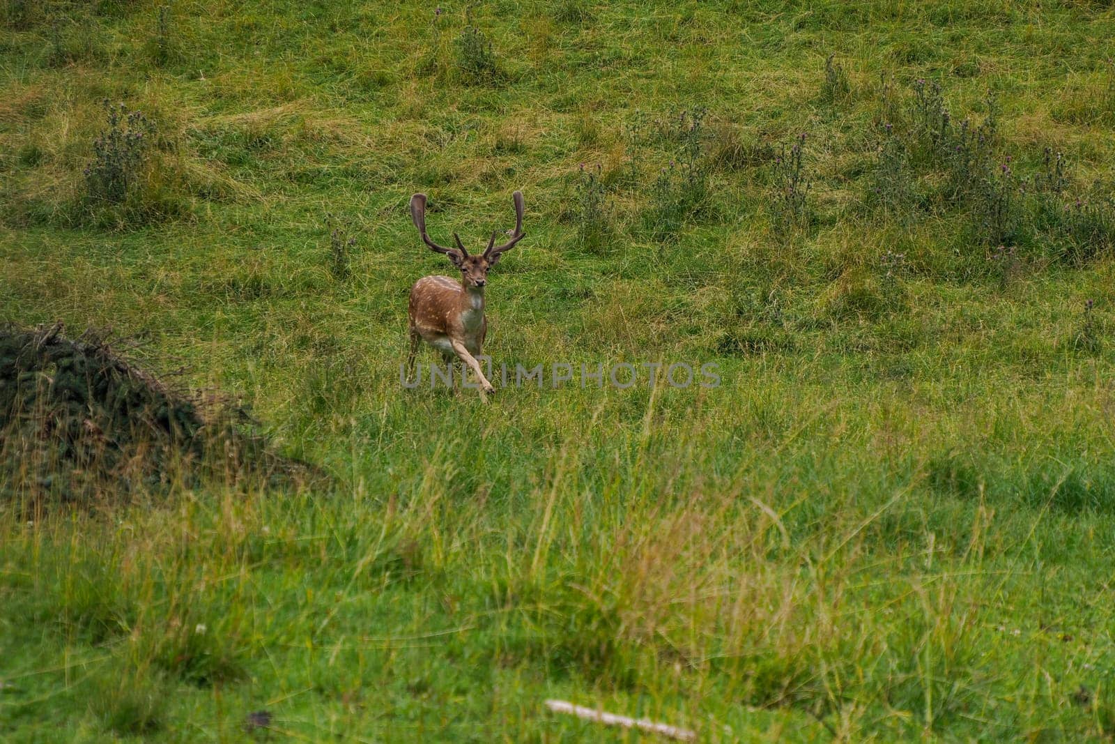 Fallow deer running on the grass Stag with big antlers. Dama dama. by AndreaIzzotti