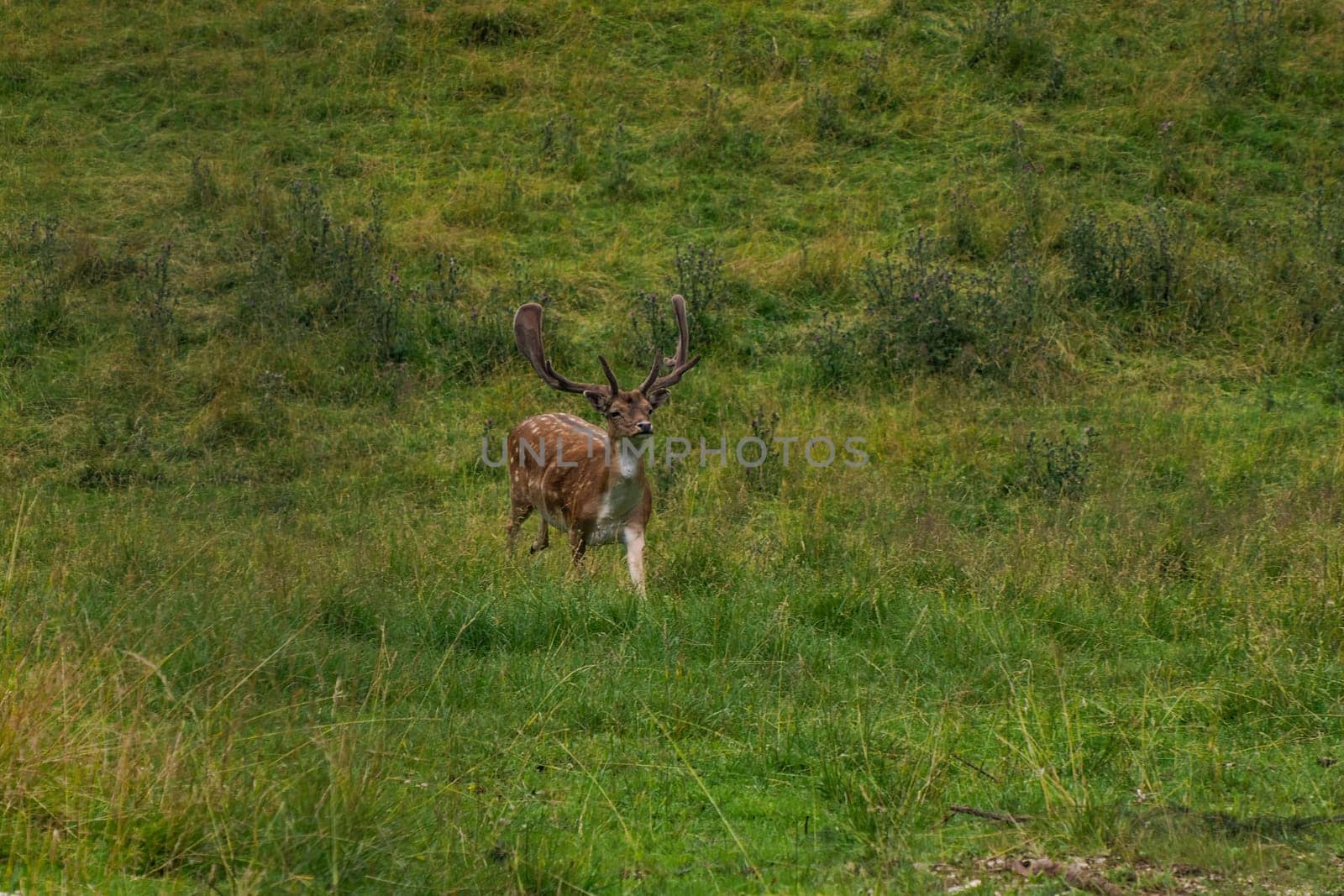 A Fallow running deer on the grass Stag with big antlers. Dama dama.