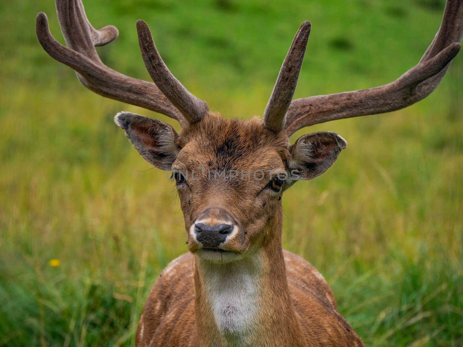 Fallow deer on looking at you the grass Stag with big antlers. Dama dama. by AndreaIzzotti