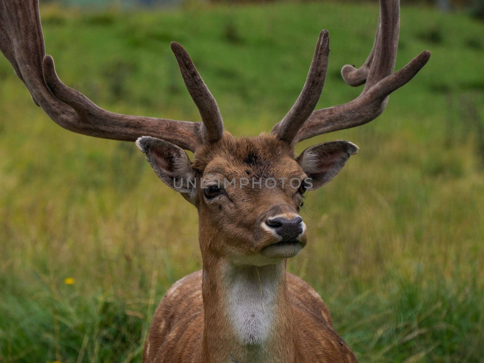 Fallow deer on looking at you the grass Stag with big antlers. Dama dama. by AndreaIzzotti