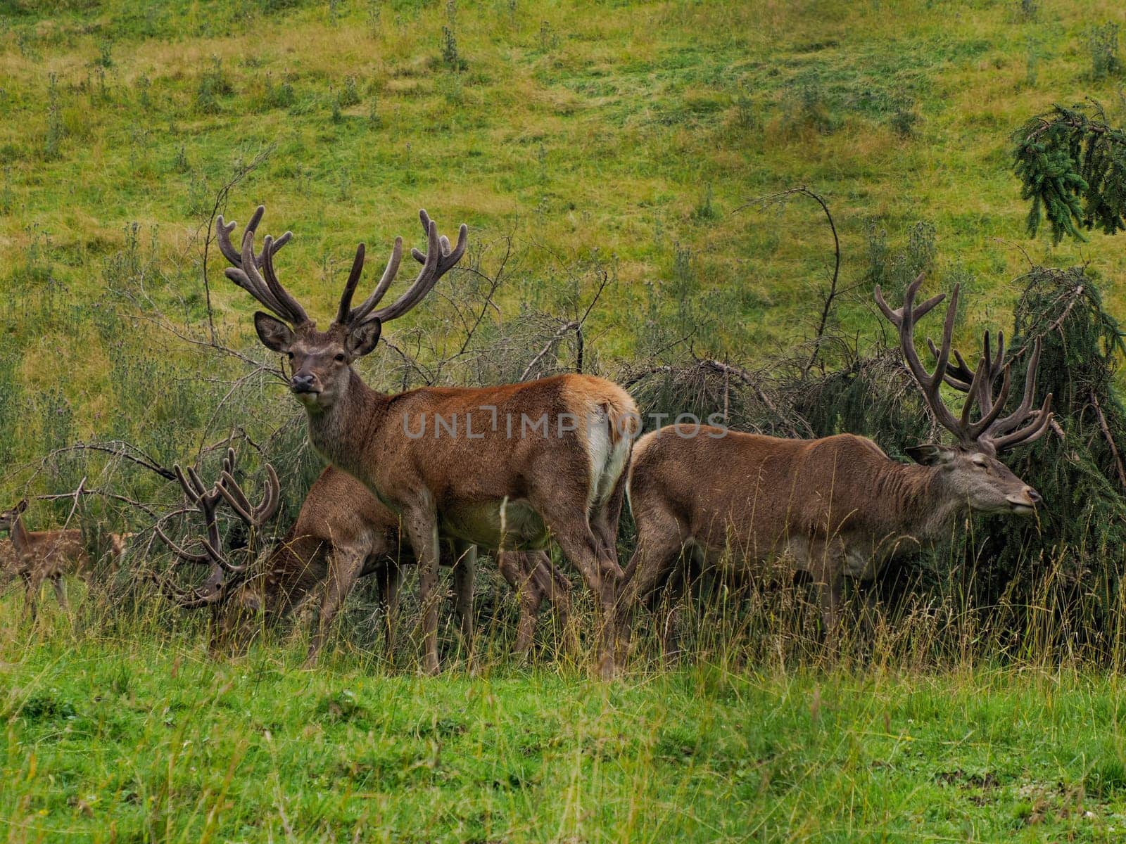 A deer cleaning horns on pine tree and on grass background in dolomites