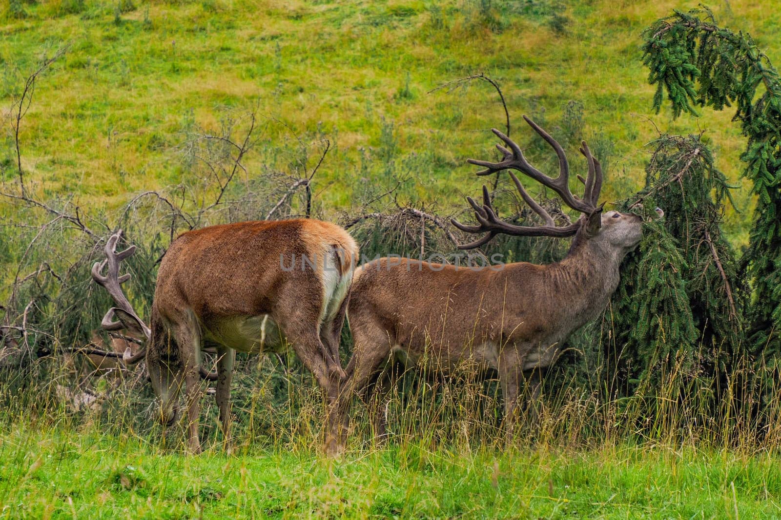 deer cleaning horns on pine tree and on grass background in dolomites by AndreaIzzotti