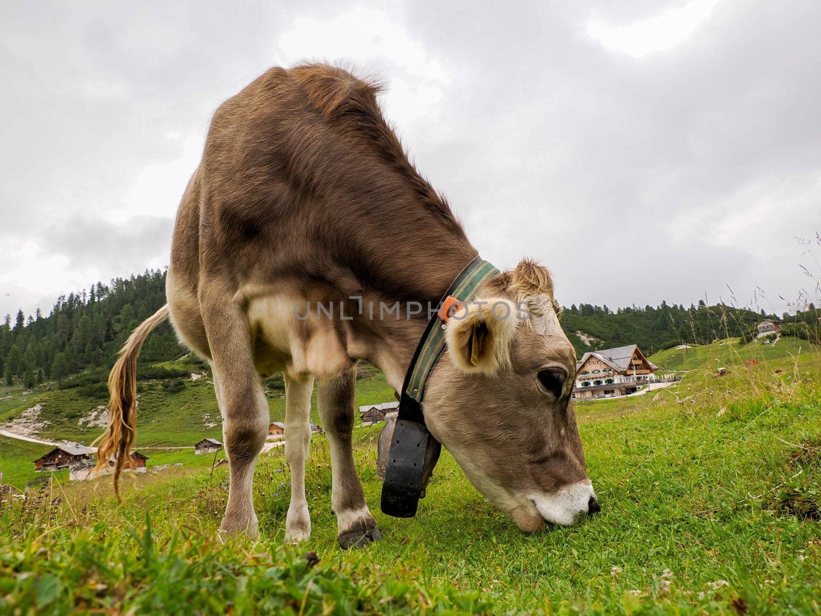 A cow relaxing on the green grass of Dolomites mountains, a breathtaking mountain range in northern Italy.