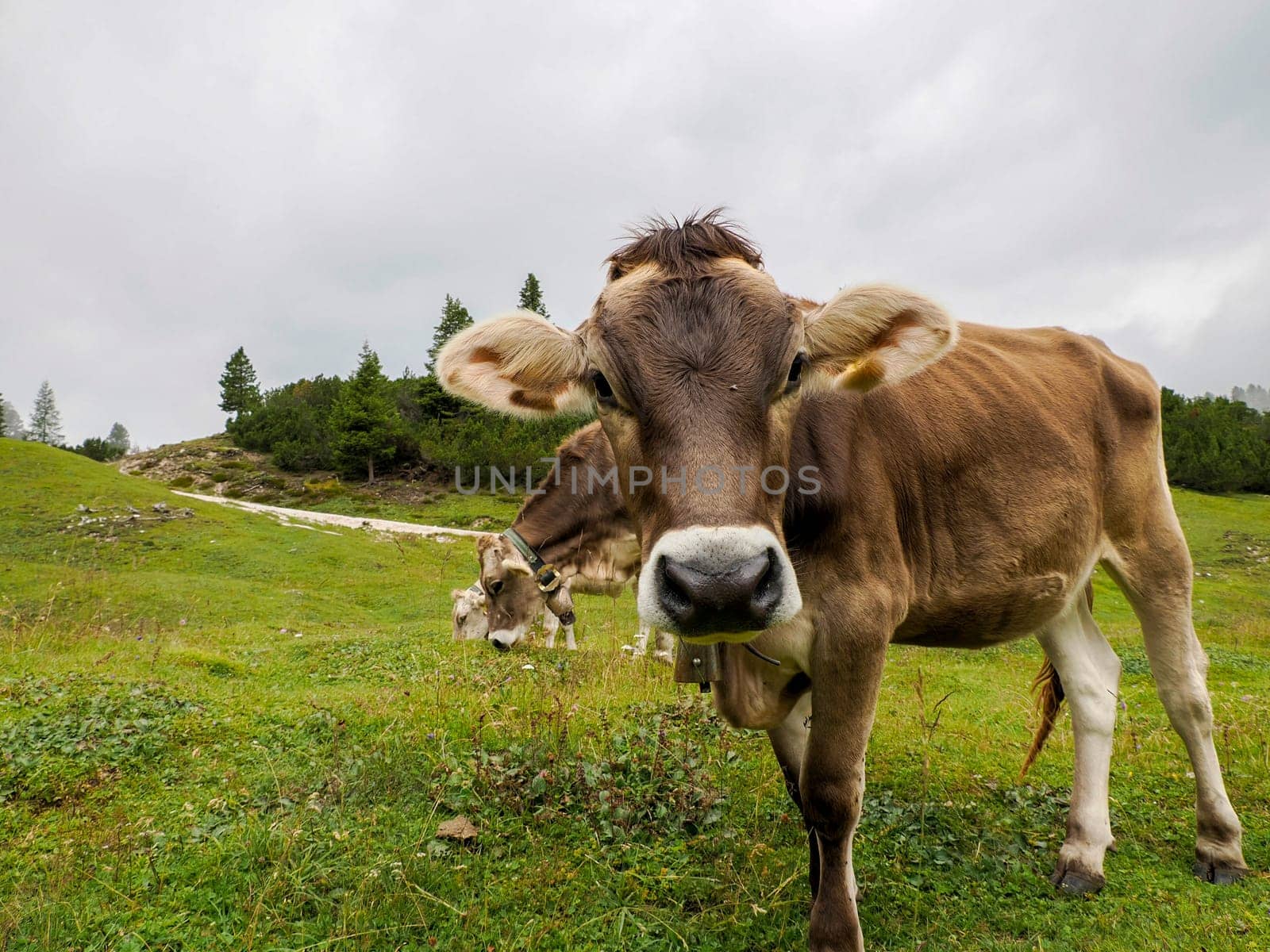 A cow relaxing on the green grass of Dolomites mountains, a breathtaking mountain range in northern Italy.