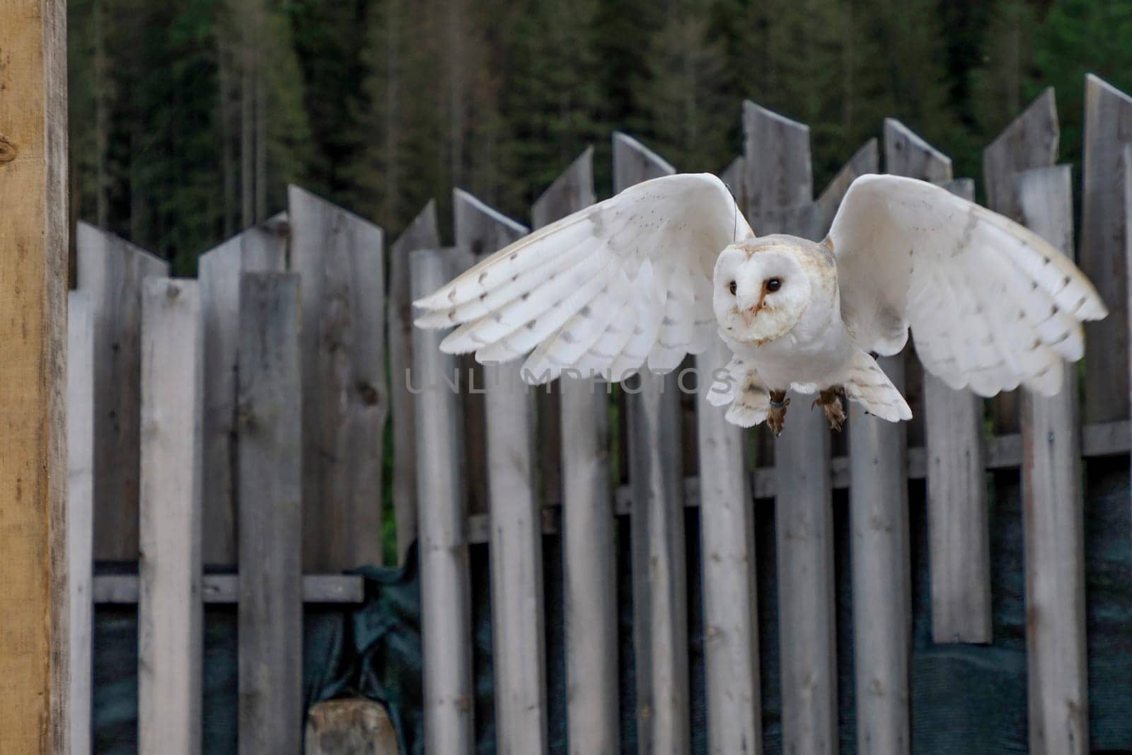 A common barn owl Tyto albahead flying in a falconry birds of prey reproduction center