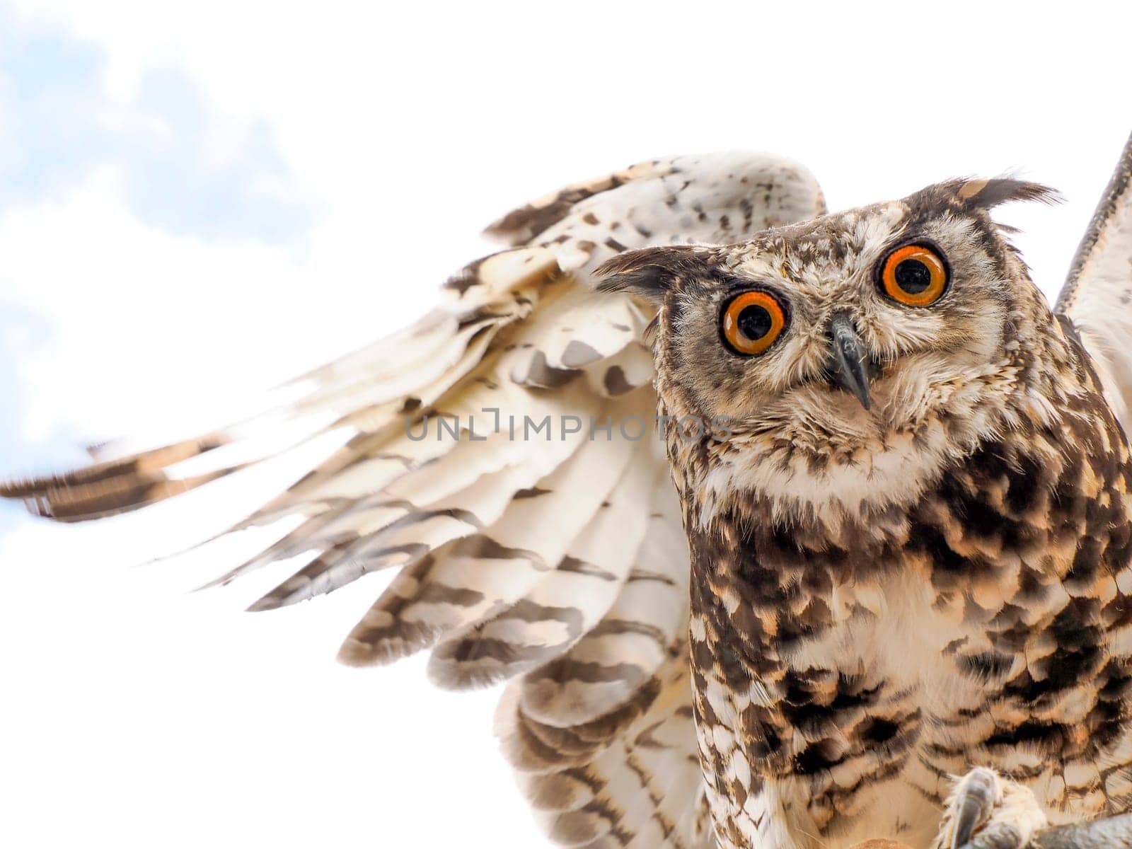 An open wings owl bird of prey close up portrait looking at you