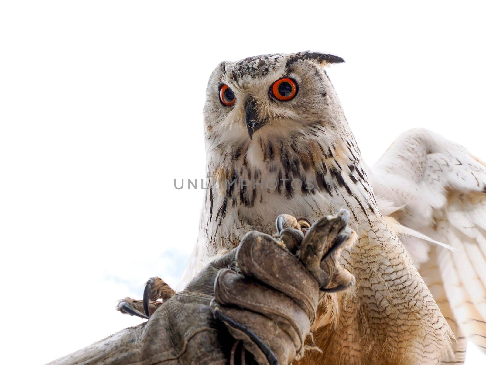 An open wings owl bird of prey close up portrait looking at you