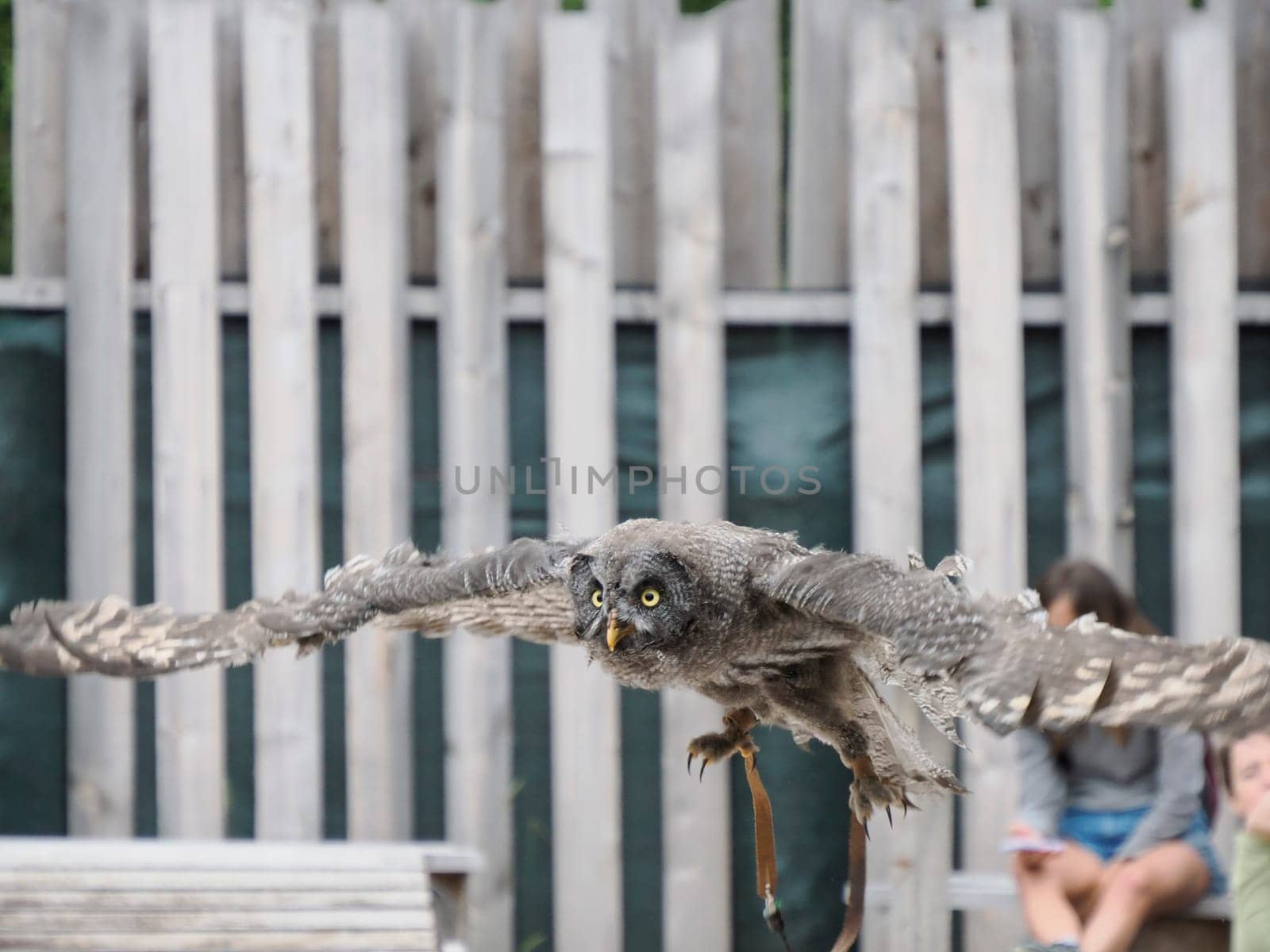 Great Grey Owl , tawny vulture, Science. Strix nebulosa flying in a falconry birds of prey reproduction center by AndreaIzzotti