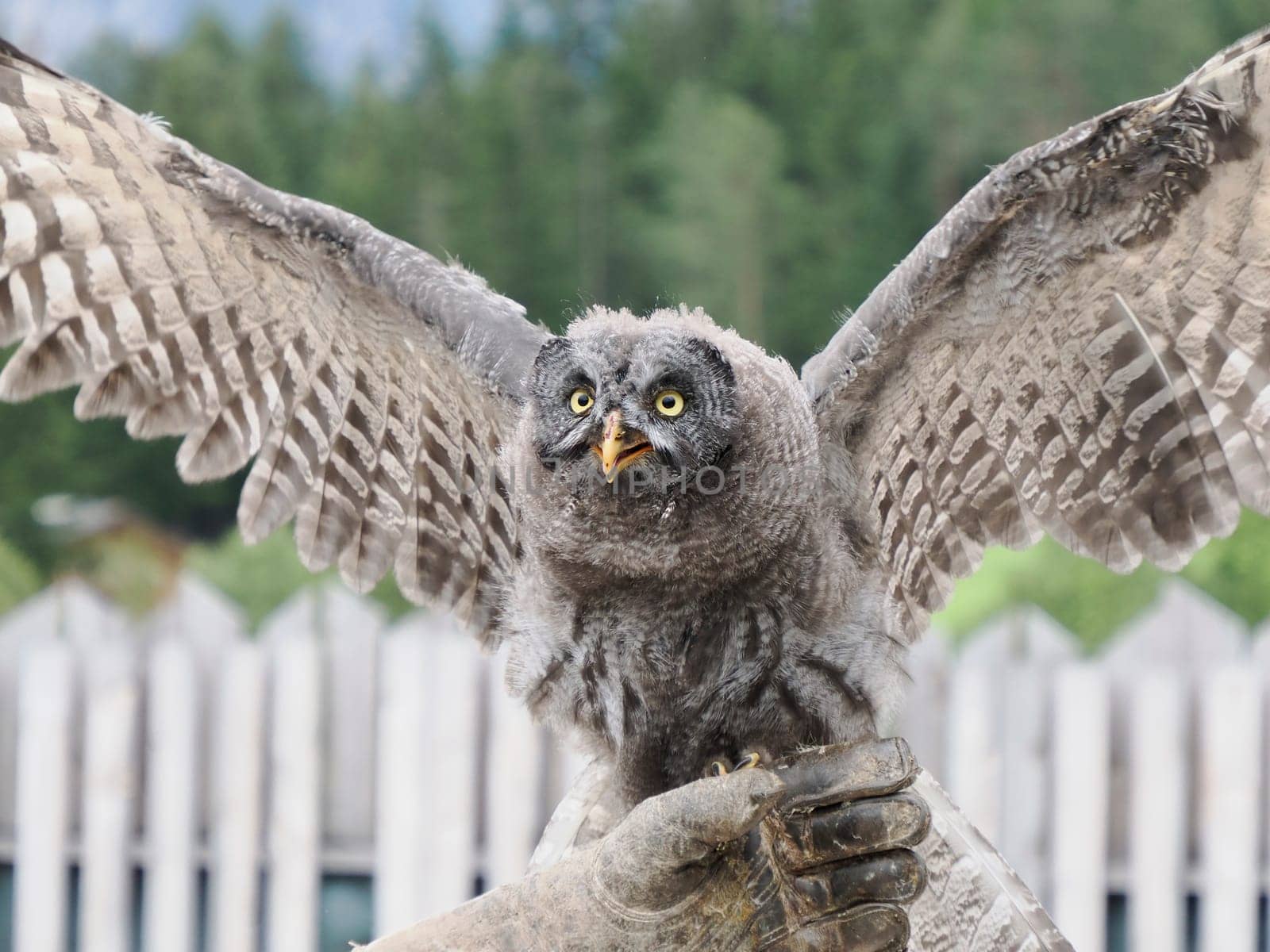 Great Grey Owl , tawny vulture, Science. Strix nebulosa flying in a falconry birds of prey reproduction center by AndreaIzzotti