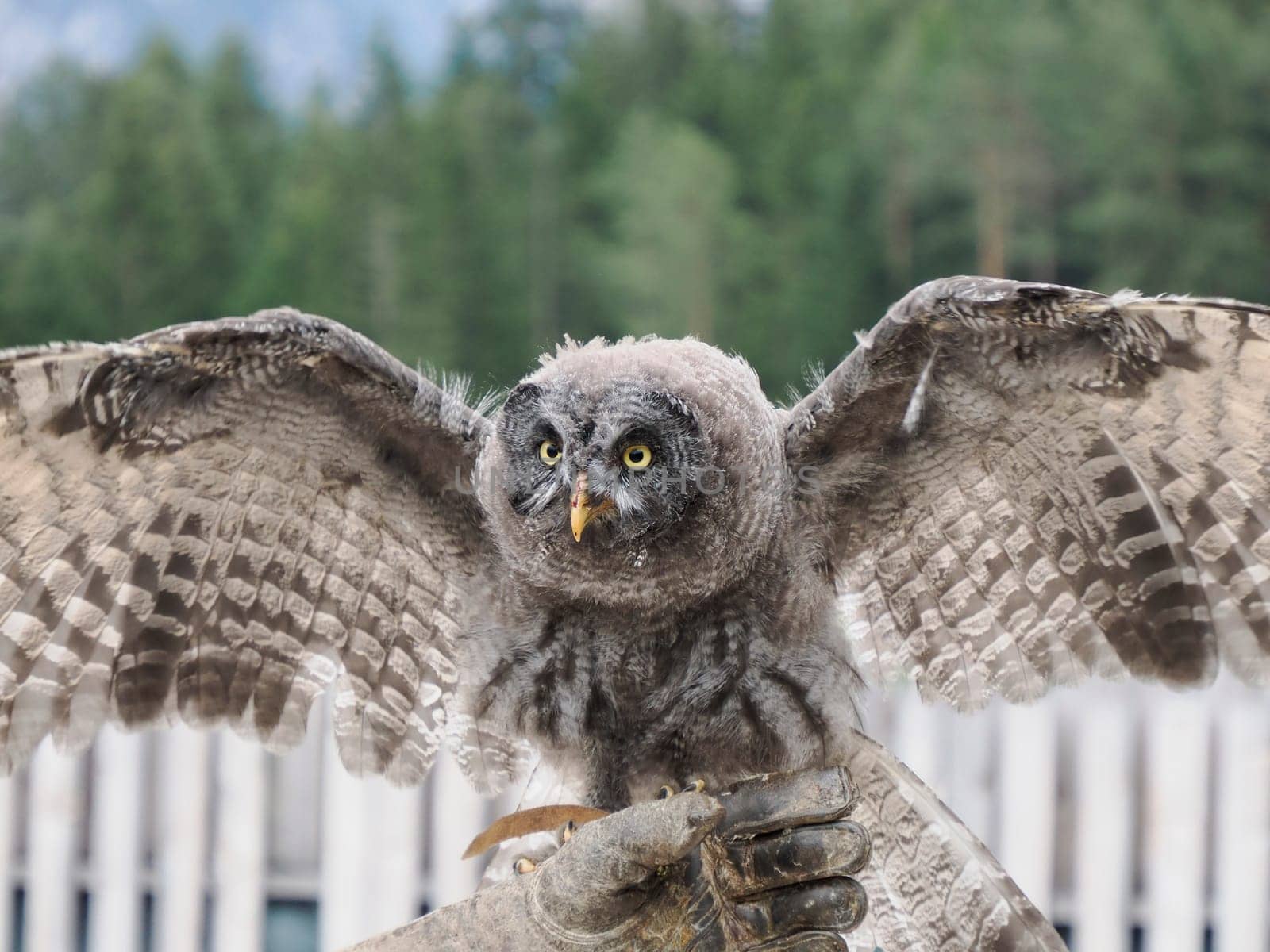 A Great Grey Owl , tawny vulture, Science. Strix nebulosa flying in a falconry birds of prey reproduction center