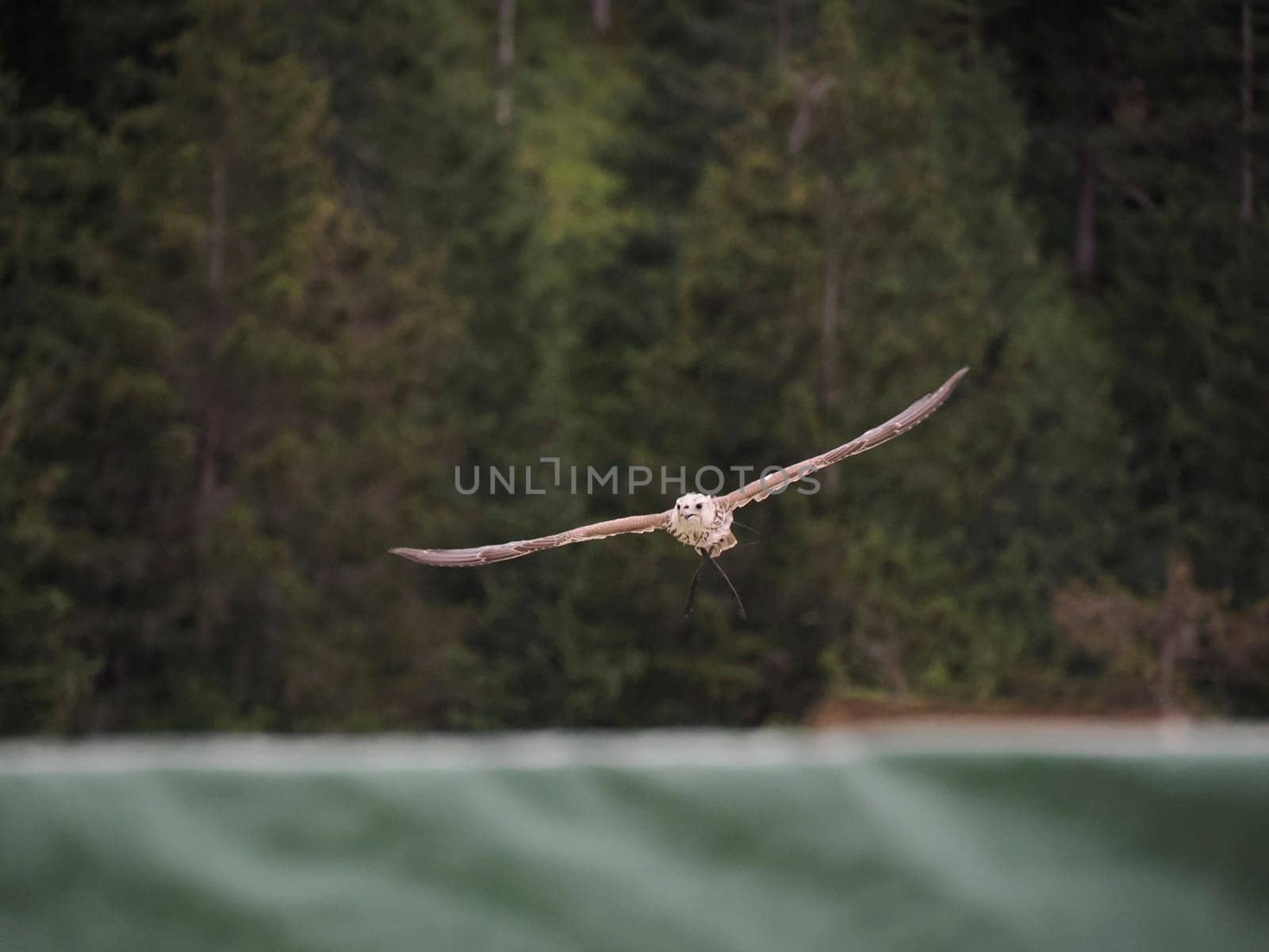 Falcon flying in a falconry birds of prey reproduction center by AndreaIzzotti