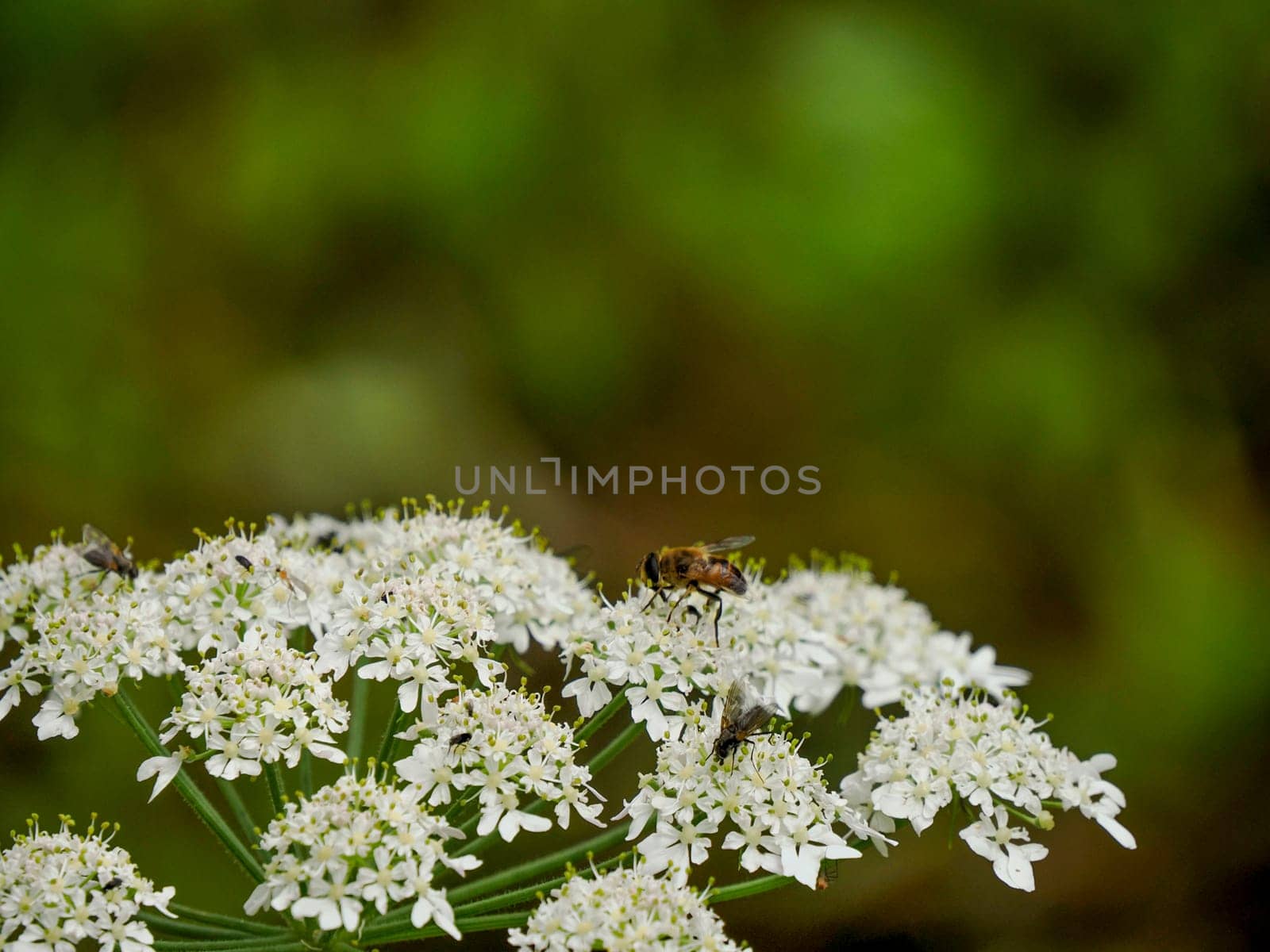 fly Green Bottle feeding on a white flower