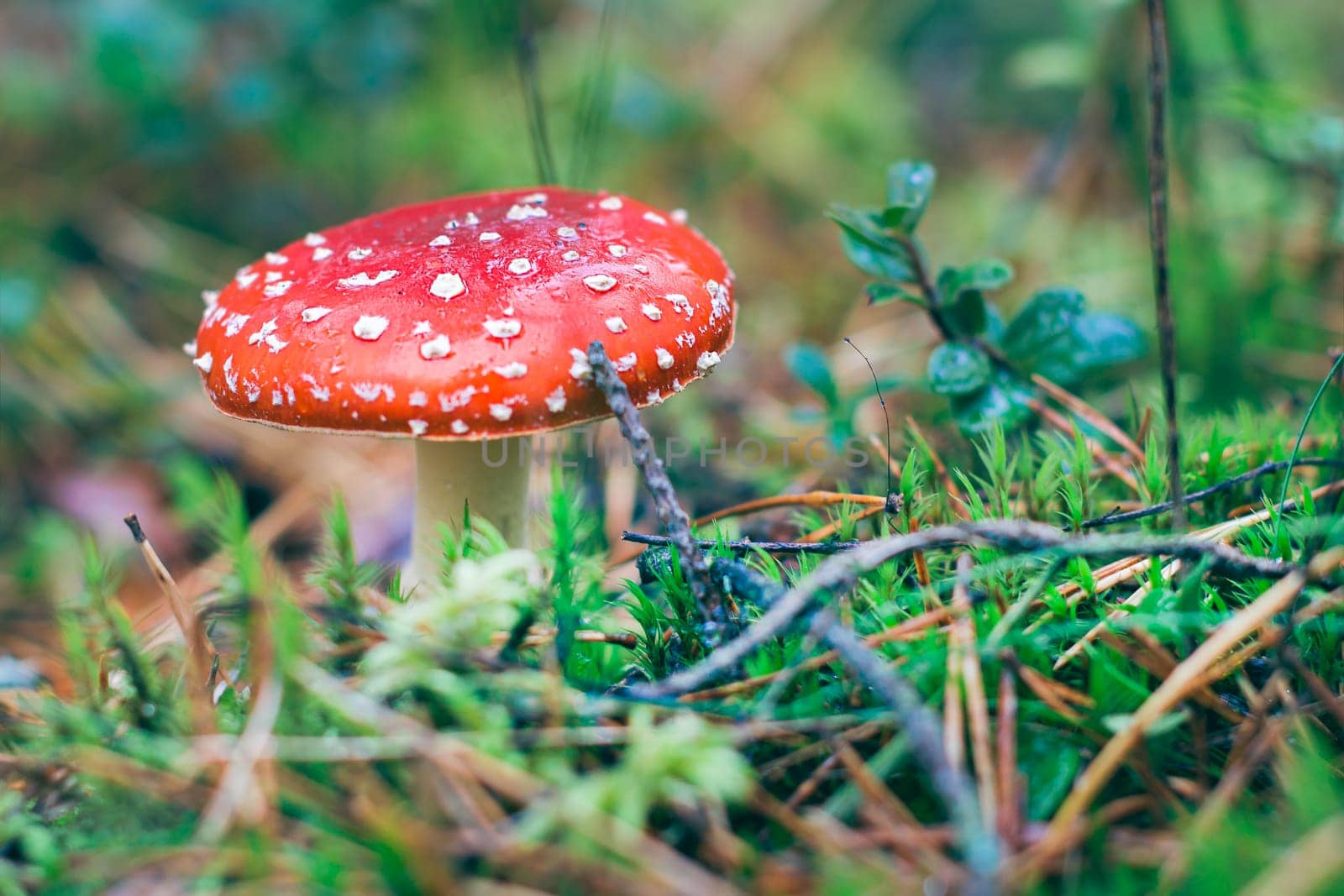 Mature Amanita Muscaria, Known as the Fly Agaric or Fly Amanita: Healing and Medicinal Mushroom with Red Cap Growing in Forest. Can Be Used for Micro Dosing, Spiritual Practices and Shaman Rituals