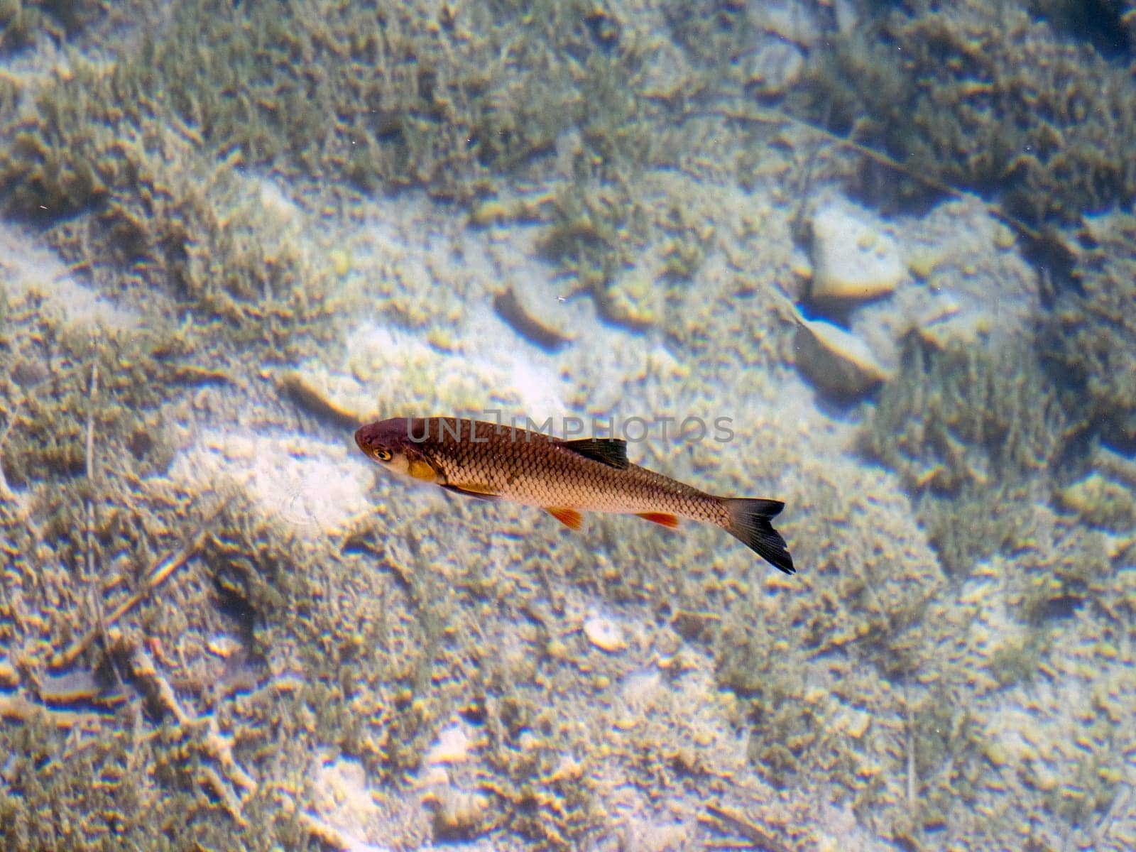 fishes of A Summer view of water lakes and beautiful waterfalls in Plitvice Lakes National Park, Croatia